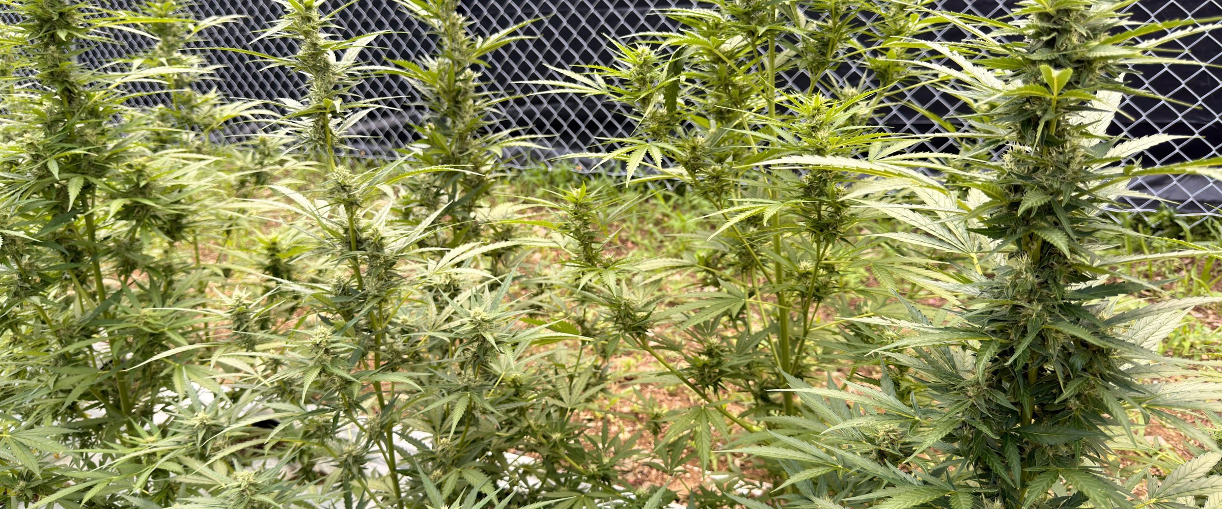 Outdoor cannabis plants with green leaves and buds, with a black fence in the background.