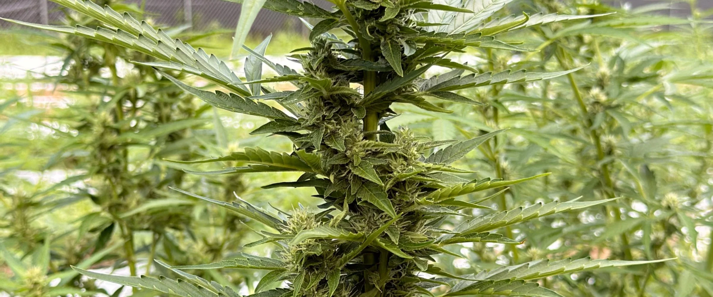 Close-up of a mature cannabis plant with dense buds and serrated leaves.
