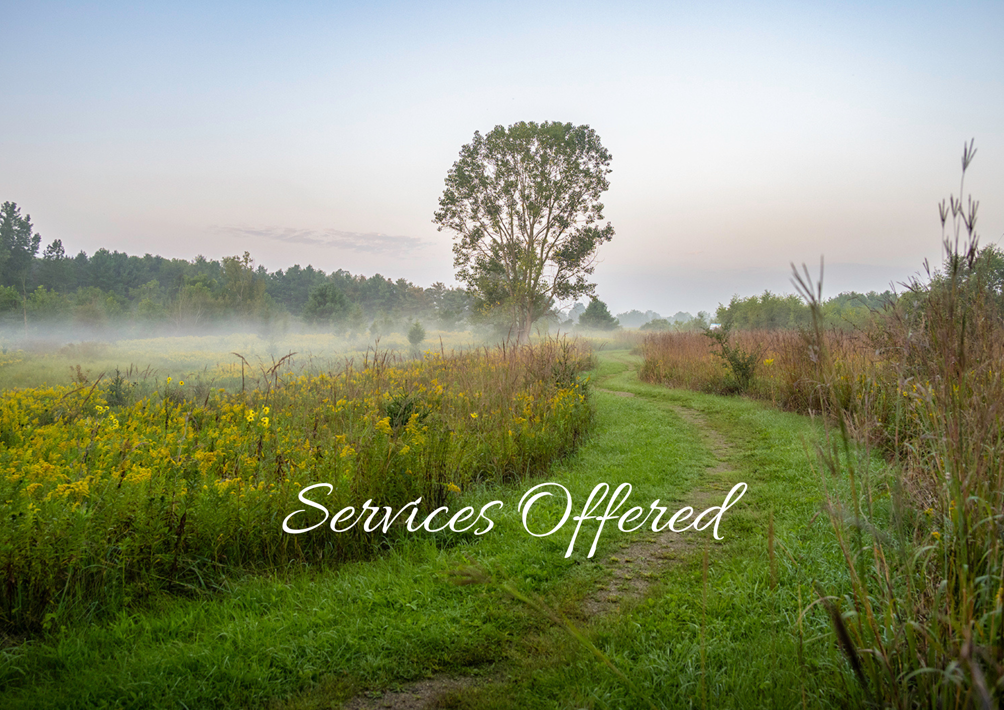 A lush green rural landscape with a tall tree in the center, a grassy path leading through fields of yellow wildflowers, distant trees on the horizon, and a misty sky.