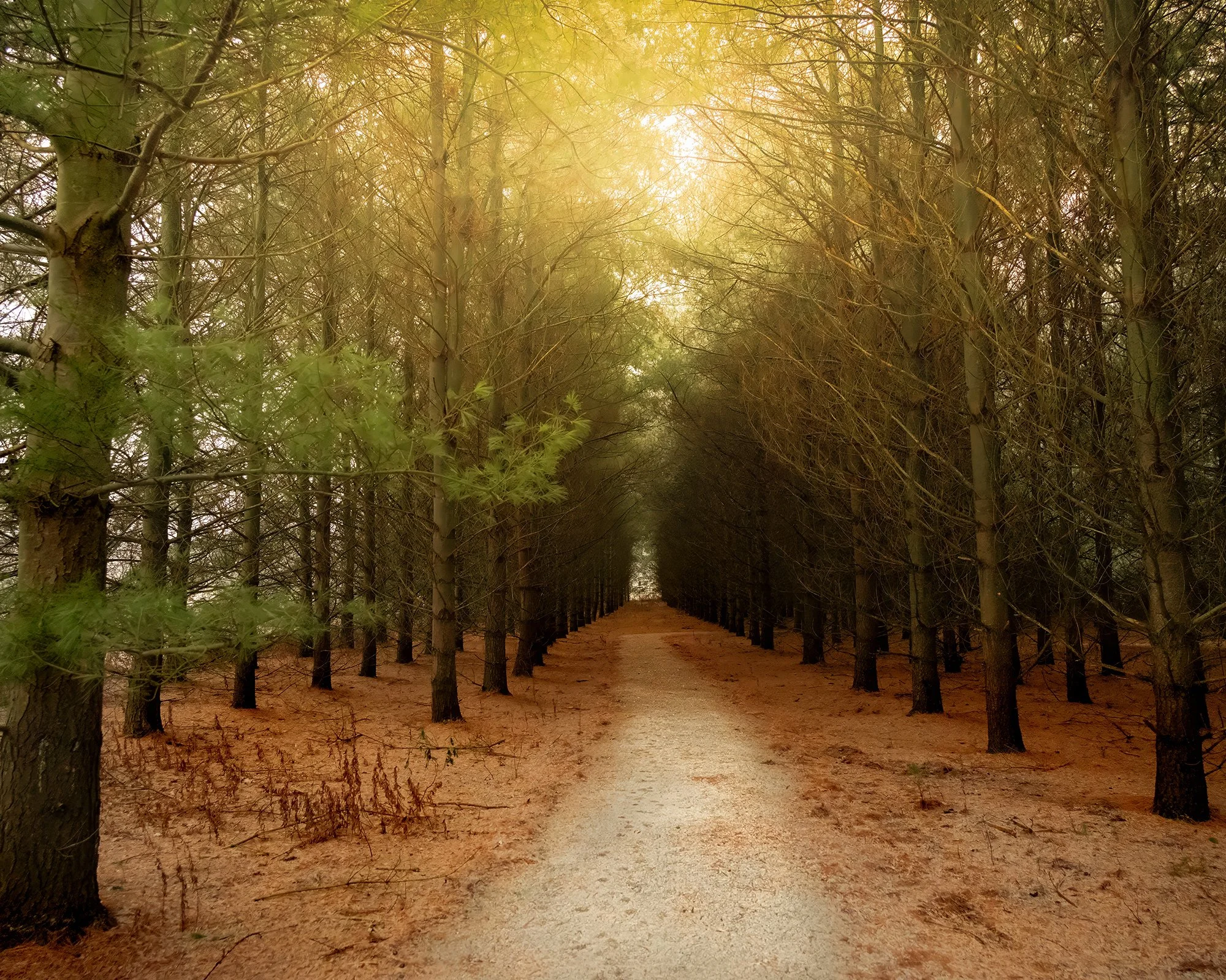 A dirt path through a dense forest of tall, narrow trees with foliage at the top, with sunlight filtering through the branches, creating a warm, glowing atmosphere.