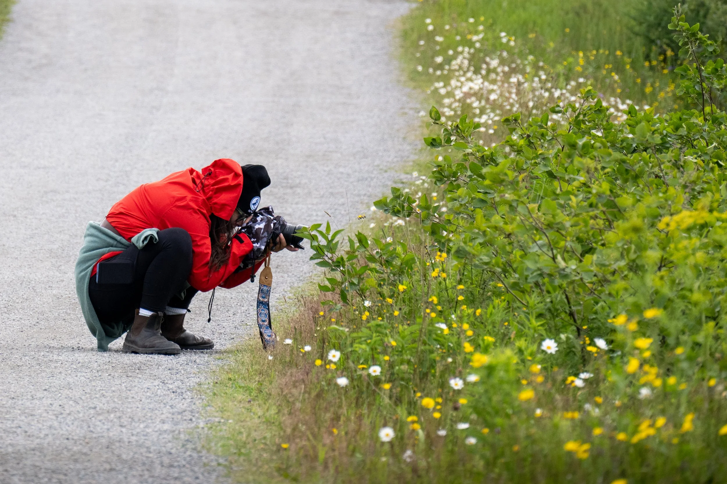 Person crouching down on a gravel path taking a photograph of wildflowers and greenery beside the path.