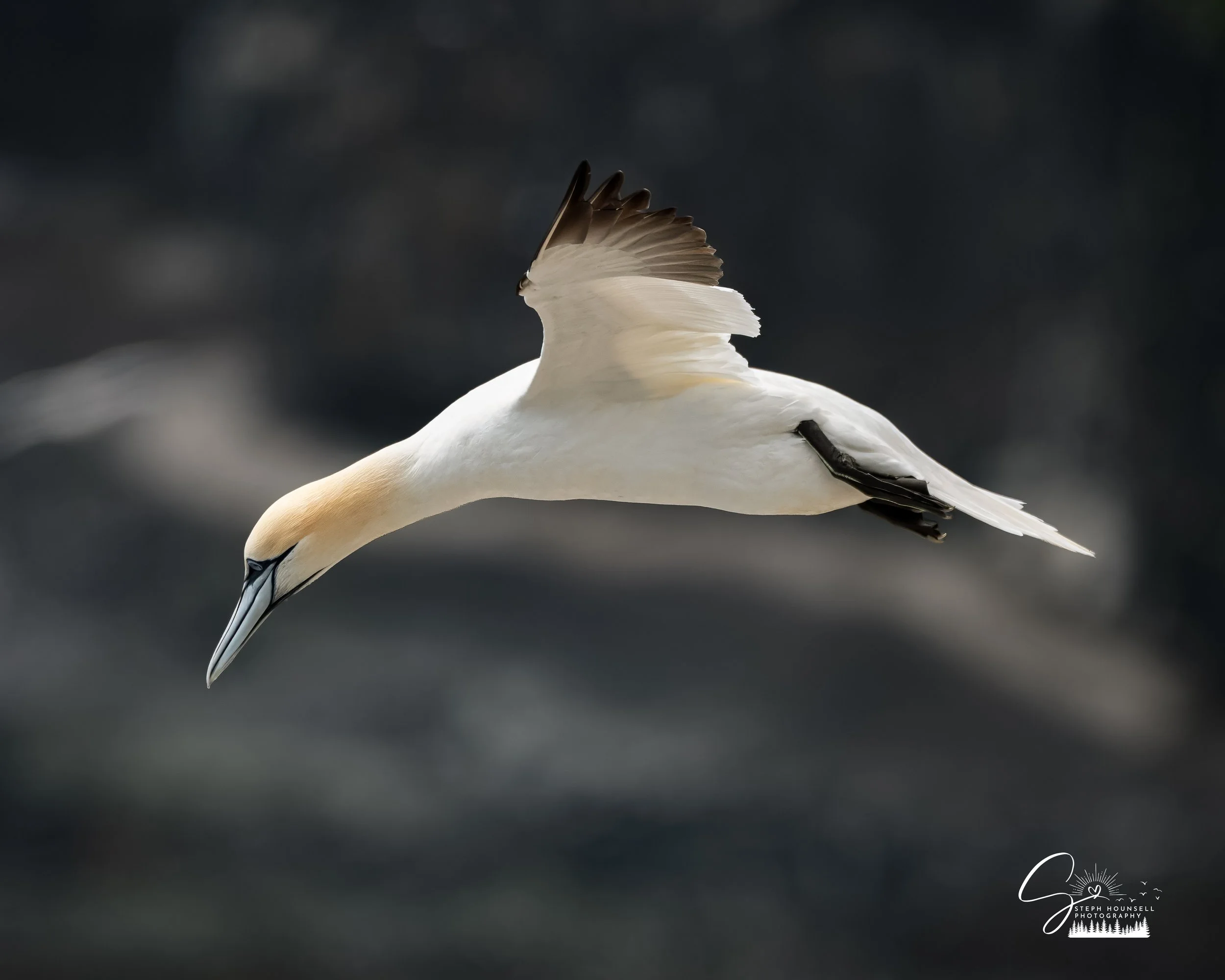 Northern Gannet at Cape St.Mary's Ecological Reserve