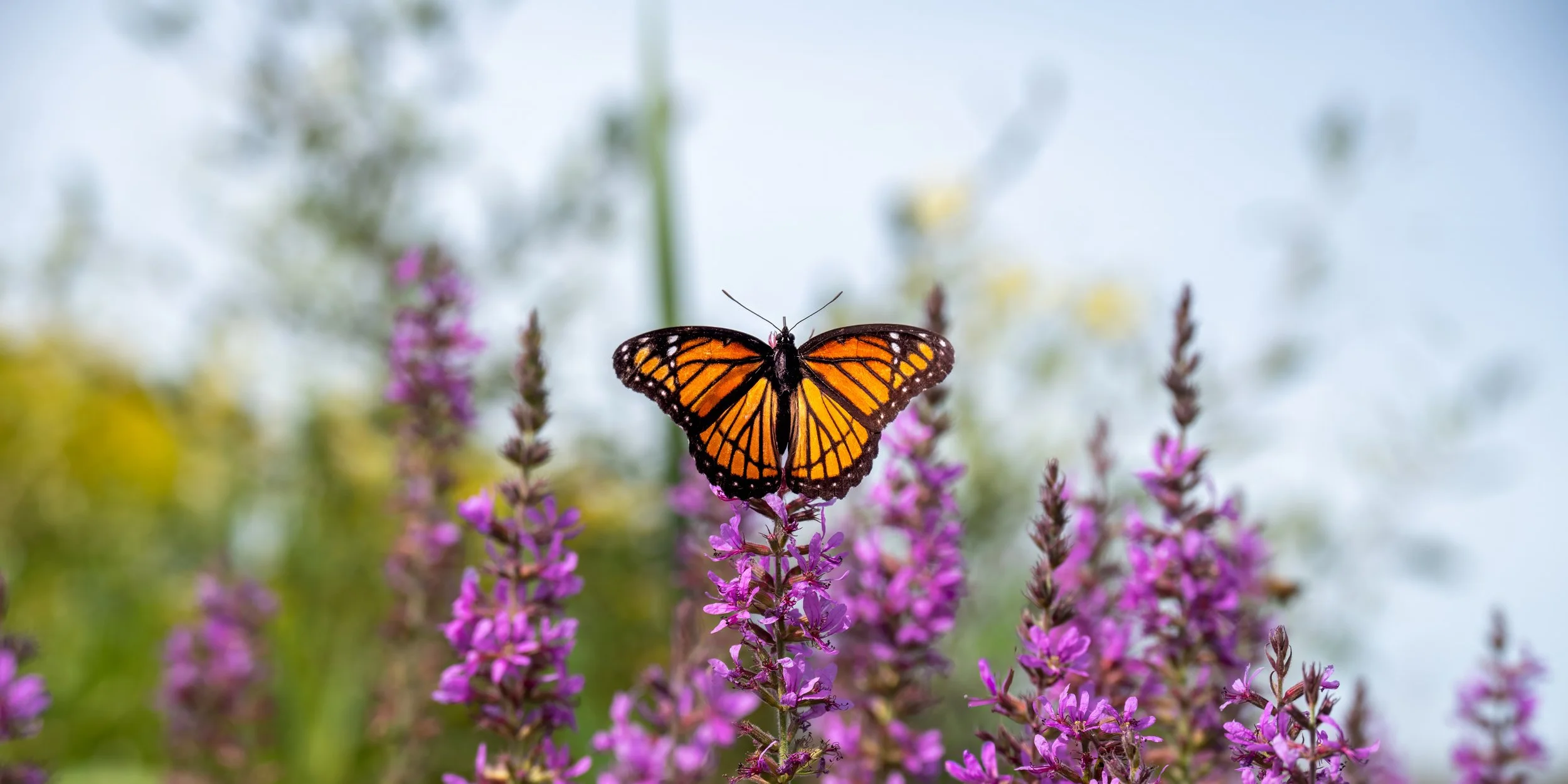 A monarch butterfly perched on pink flowers outdoors with a blurred background.