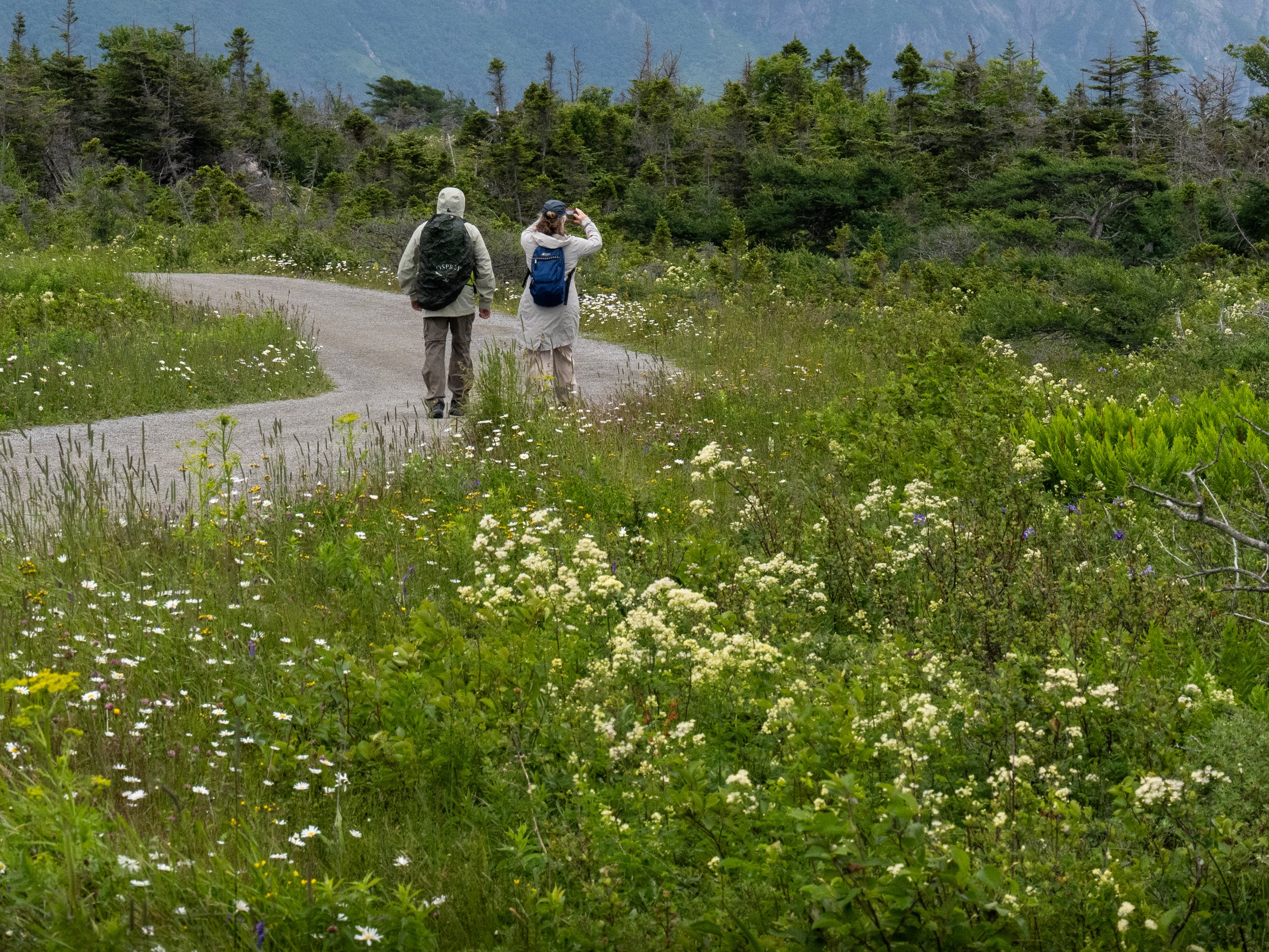 Two hikers walking on a gravel trail through a lush, green meadow filled with wildflowers, with dense trees and mountains in the background.