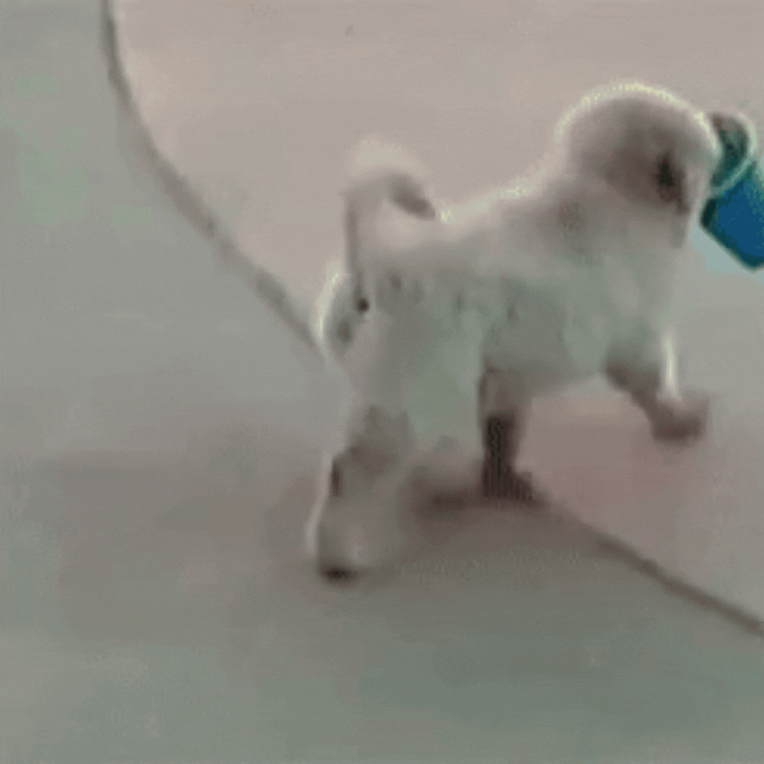 A small white dog with fluffy fur and black eyes standing on a tiled floor. It is held by a person wearing white shoes and light-colored pants.