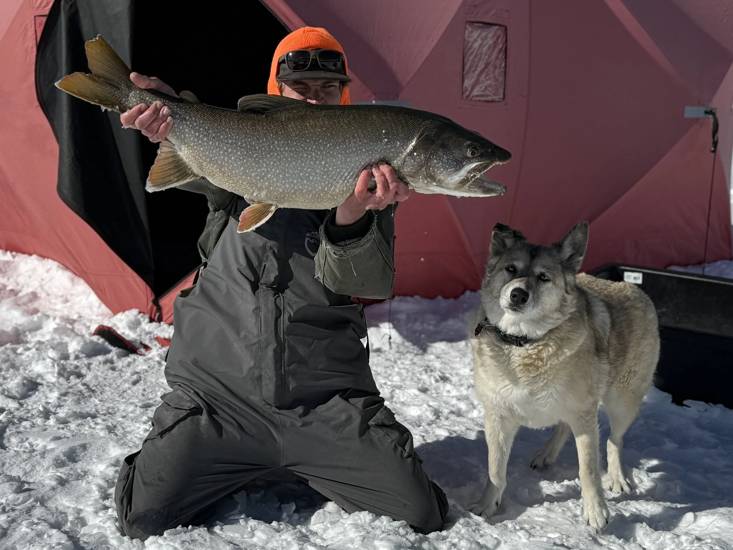 A person kneeling on snow holding a large fish with an orange hat, black sunglasses, and gray winter clothing, with a husky dog next to them, in front of a red tent during winter.