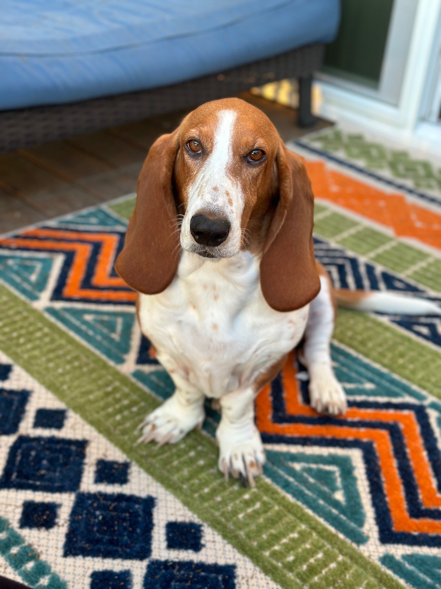 Daisy, a basset hound, on a patterned rug