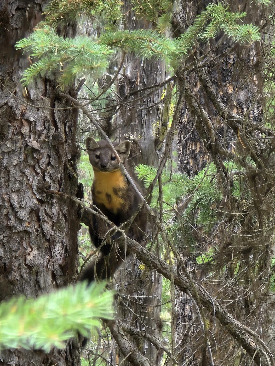 Pine Martin in tree