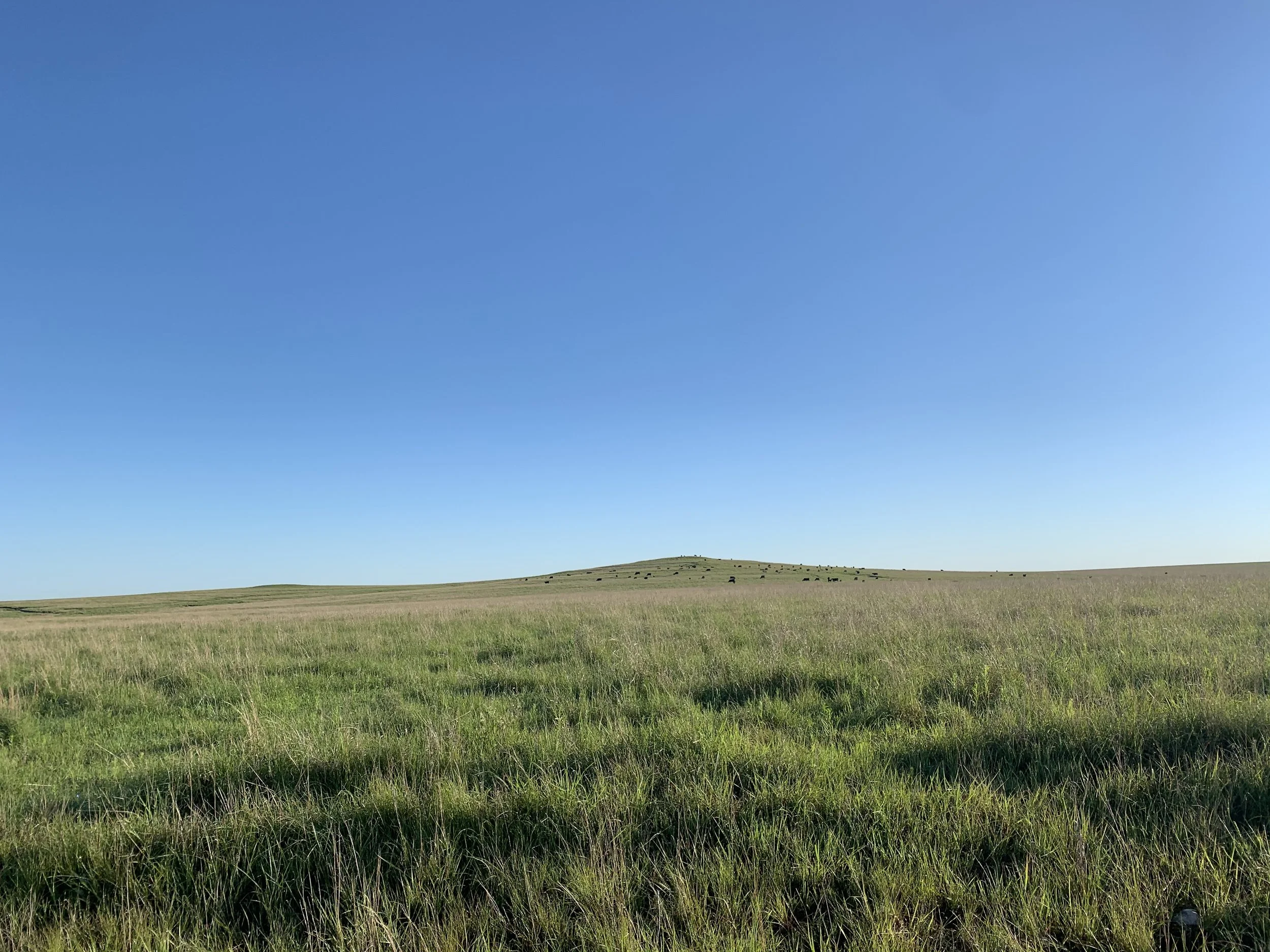 Before You Can Raise Cattle, You Raise Grass