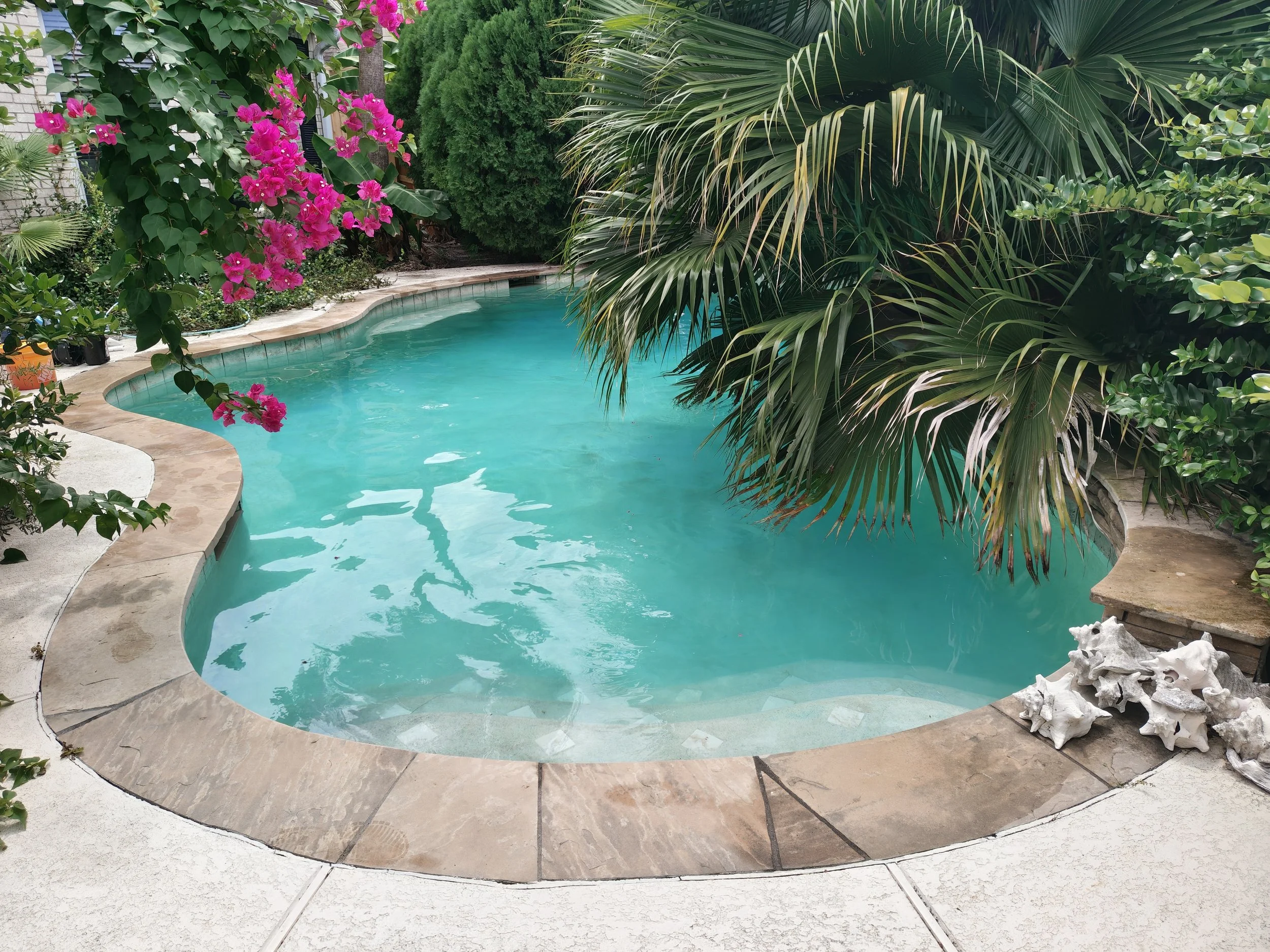 A backyard swimming pool surrounded by lush green plants, pink flowers, and decorative coral sculptures on a stone patio.