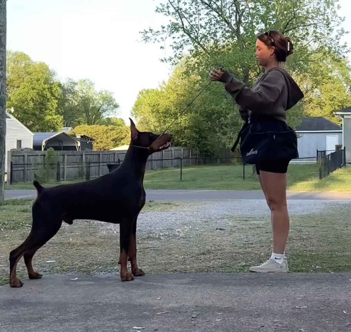 PRIVATE OBEDIENCE LESSONS