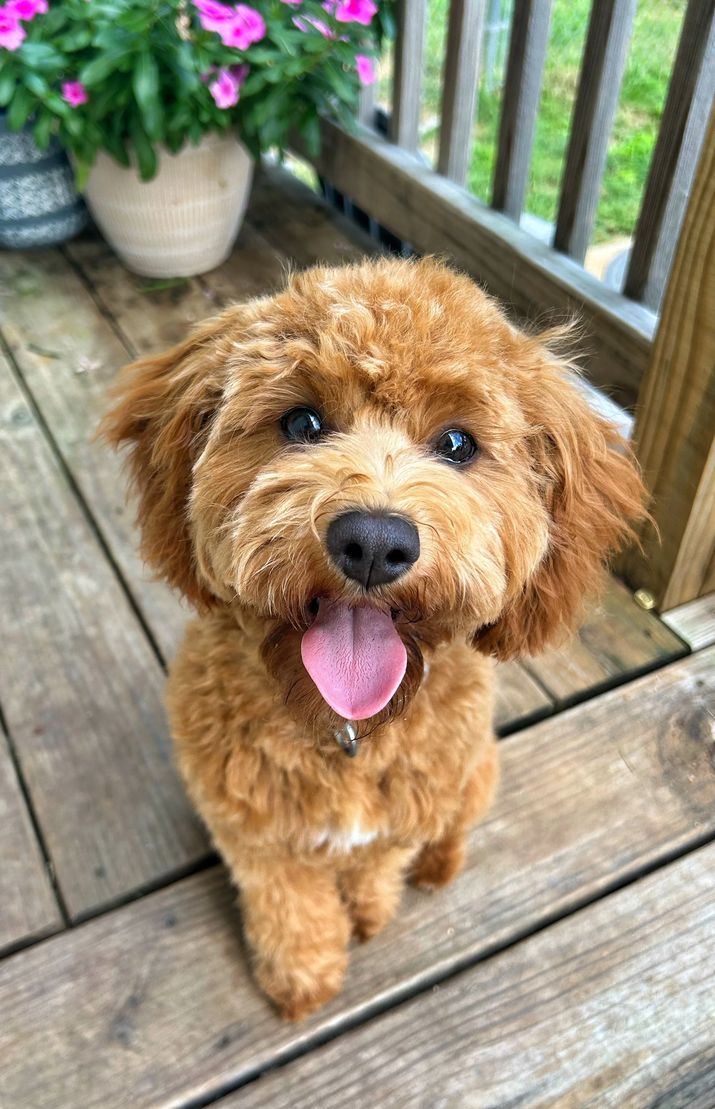 10 Day Puppy Prep School