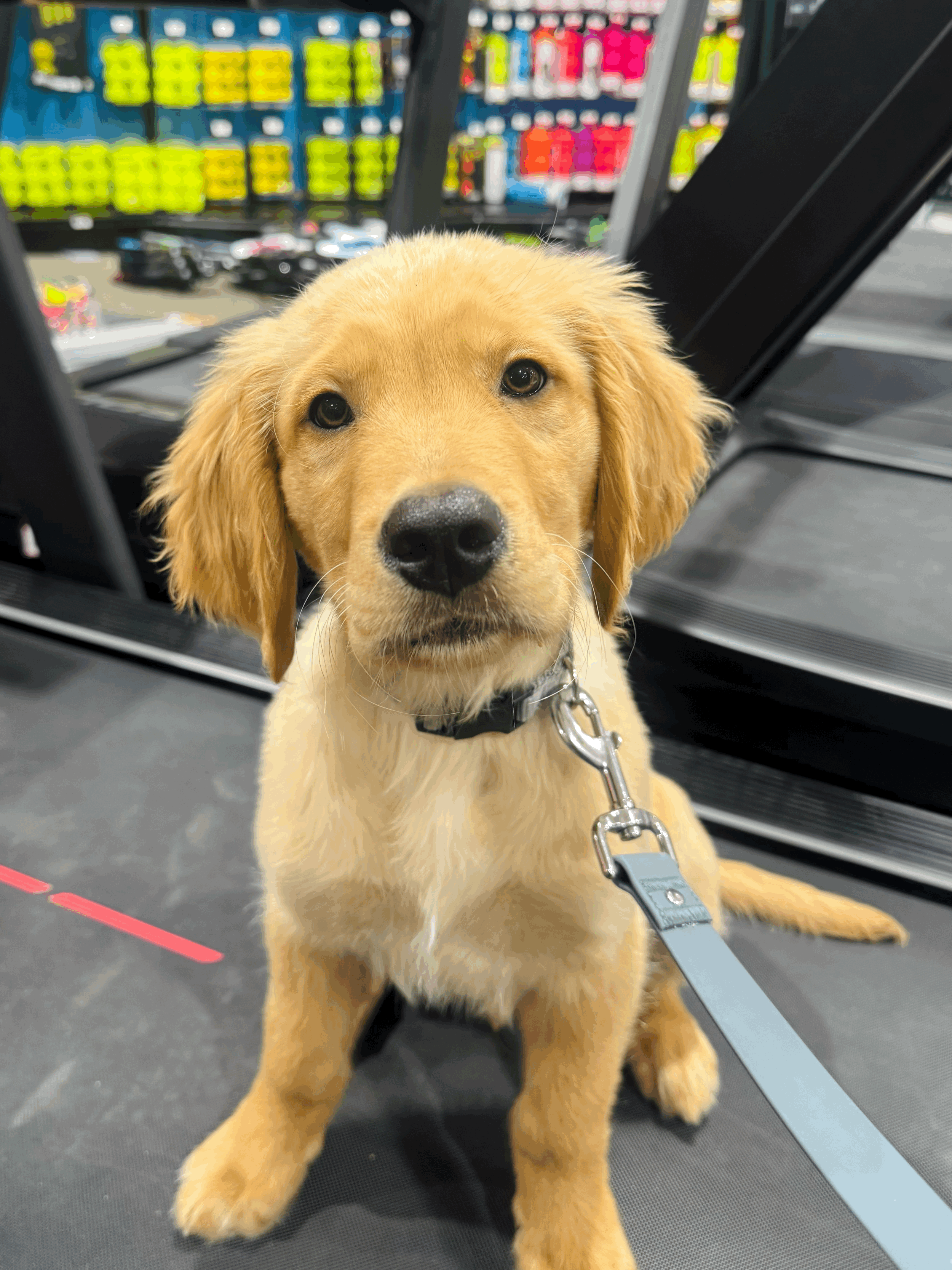 AKC S.T.A.R Puppy Class