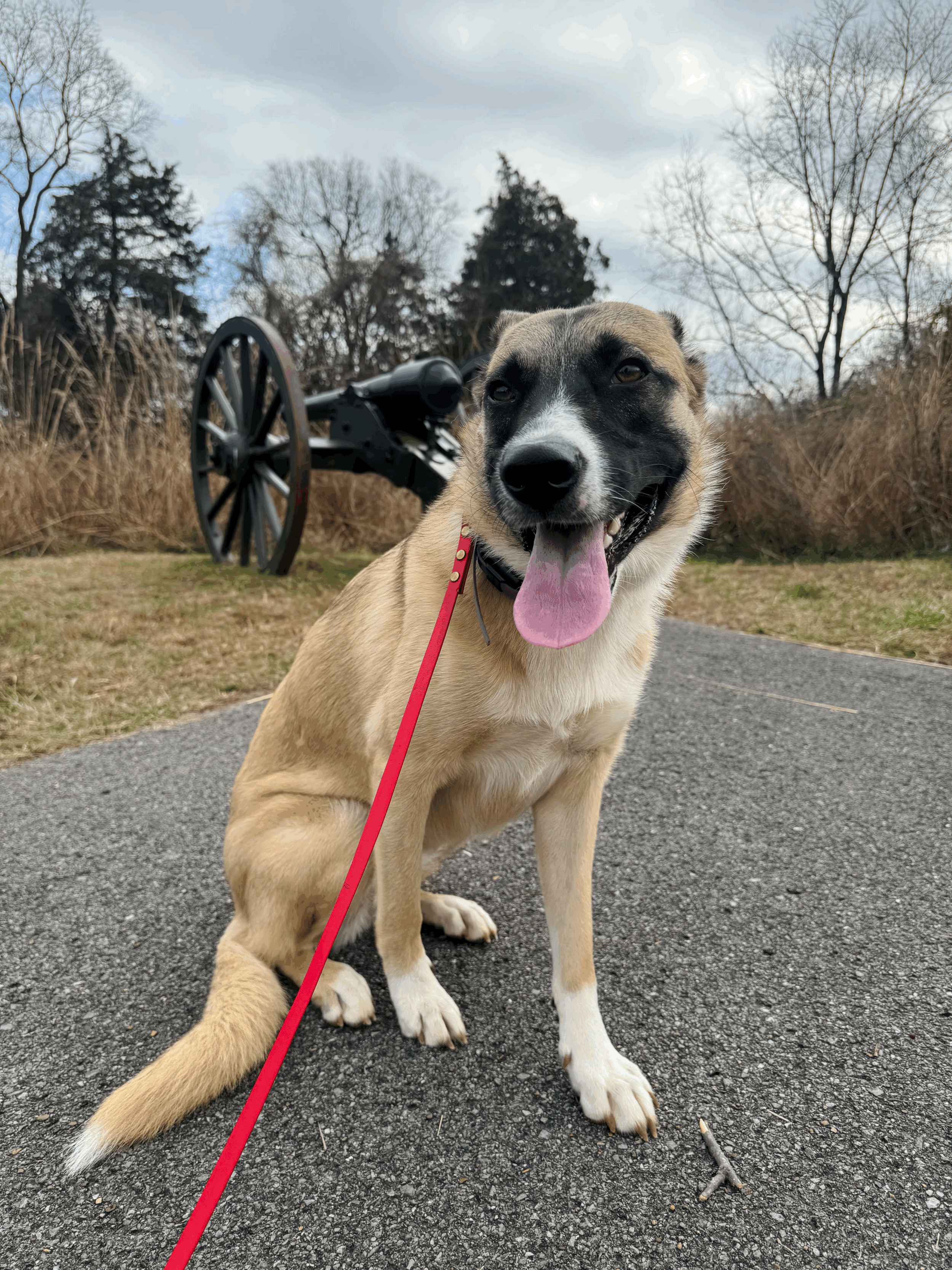 Leash Reactivity Reset