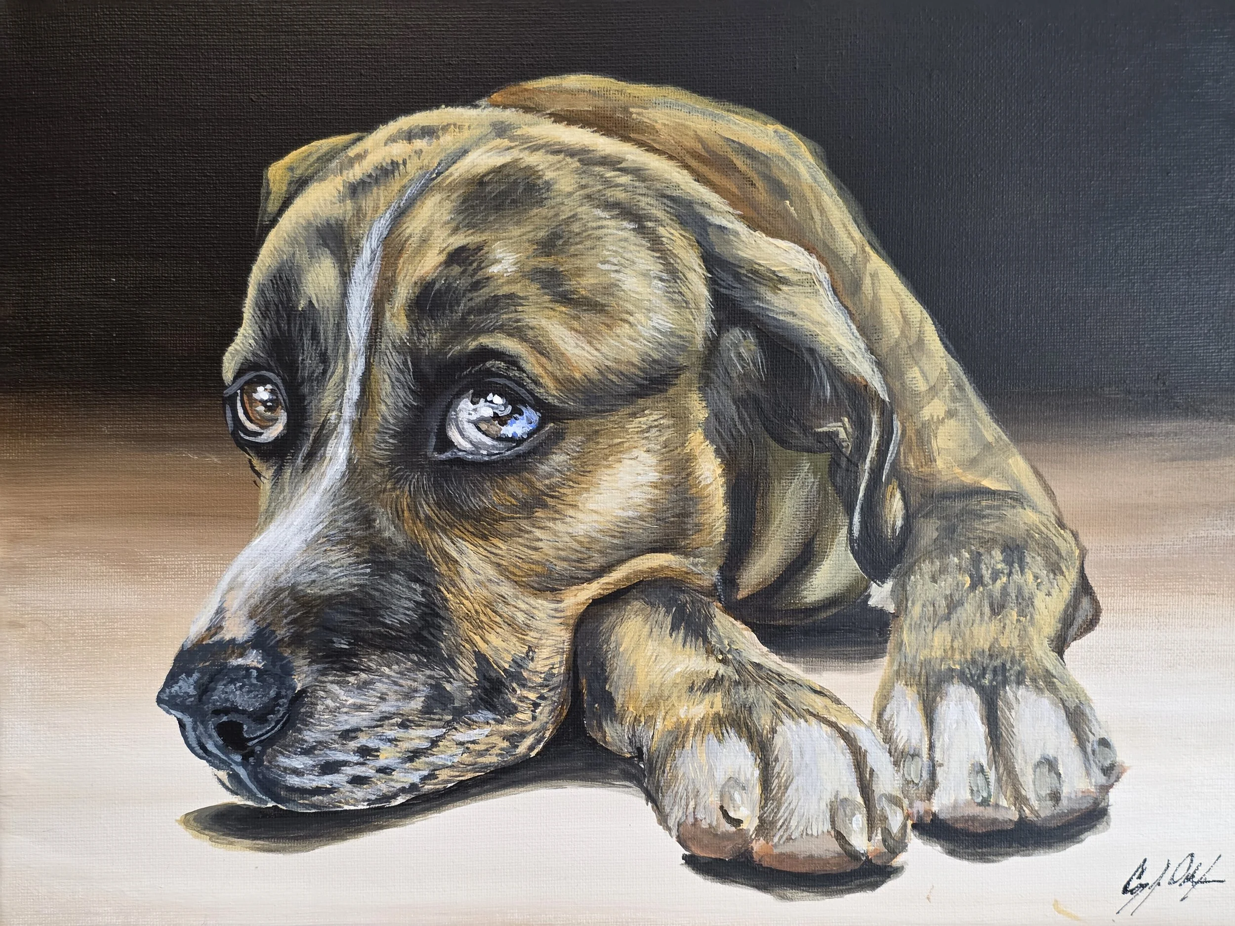Pet Portraits