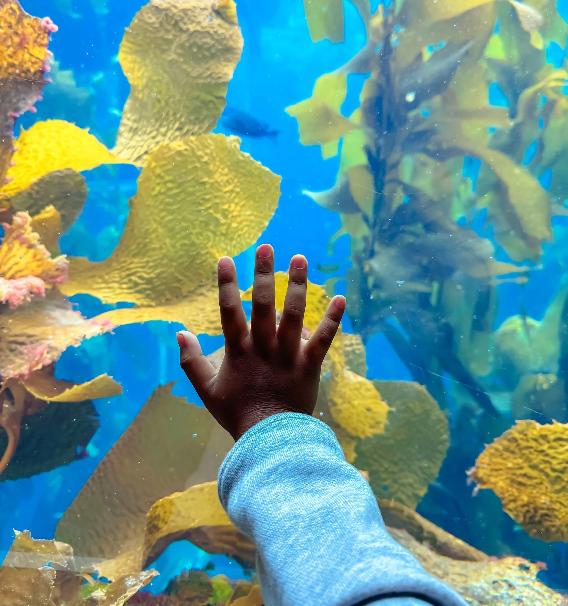 A child's hand reaching out to touch a glass window at an aquarium, with colorful coral and fish visible through the water behind the glass.