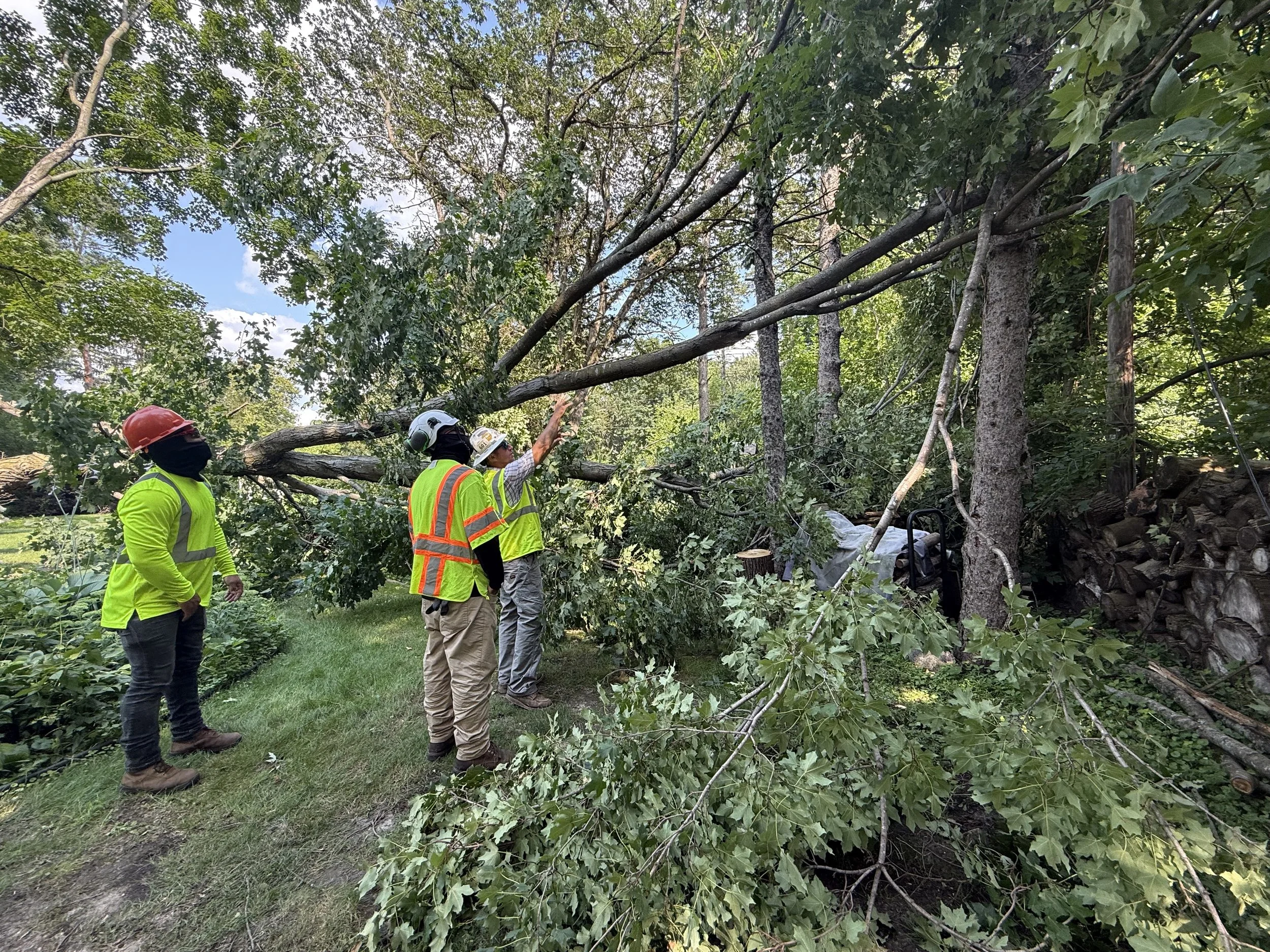 Three workers in high-visibility jackets and helmets inspecting a fallen tree in a wooded area after a storm.