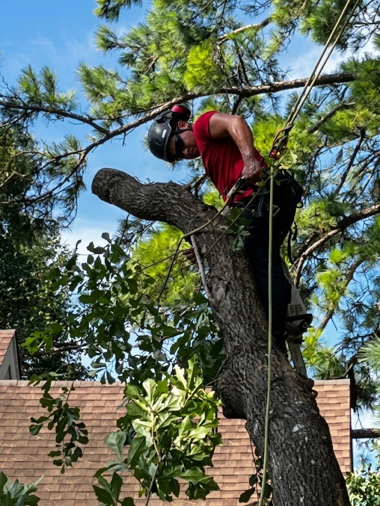 A person wearing a helmet and sunglasses, dressed in a red shirt, climbing a large tree with a branch extending horizontally. The person is secured with climbing gear and ropes, and appears to be trimming or inspecting the tree. There are green leaves and a clear blue sky in the background, with parts of a house roof visible.