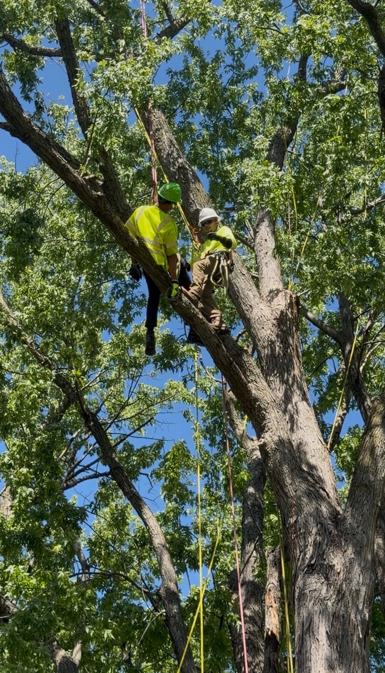 Two workers in safety gear and helmets climbing a tall tree with ropes, performing tree maintenance or removal.