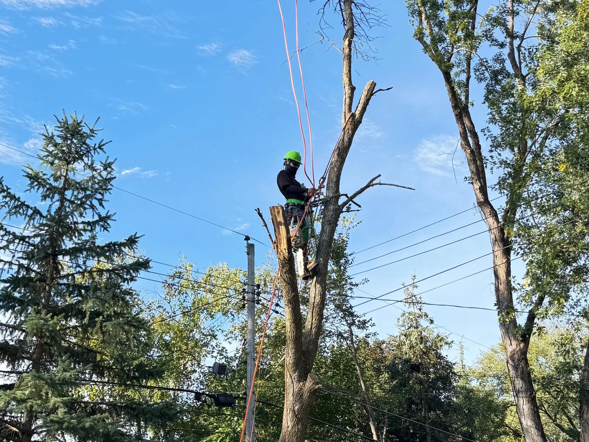 A worker wearing a bright green helmet and dark clothing is cutting or trimming a tall, dead tree using a bucket lift. The worker is high above the ground, surrounded by green trees and a clear blue sky.
