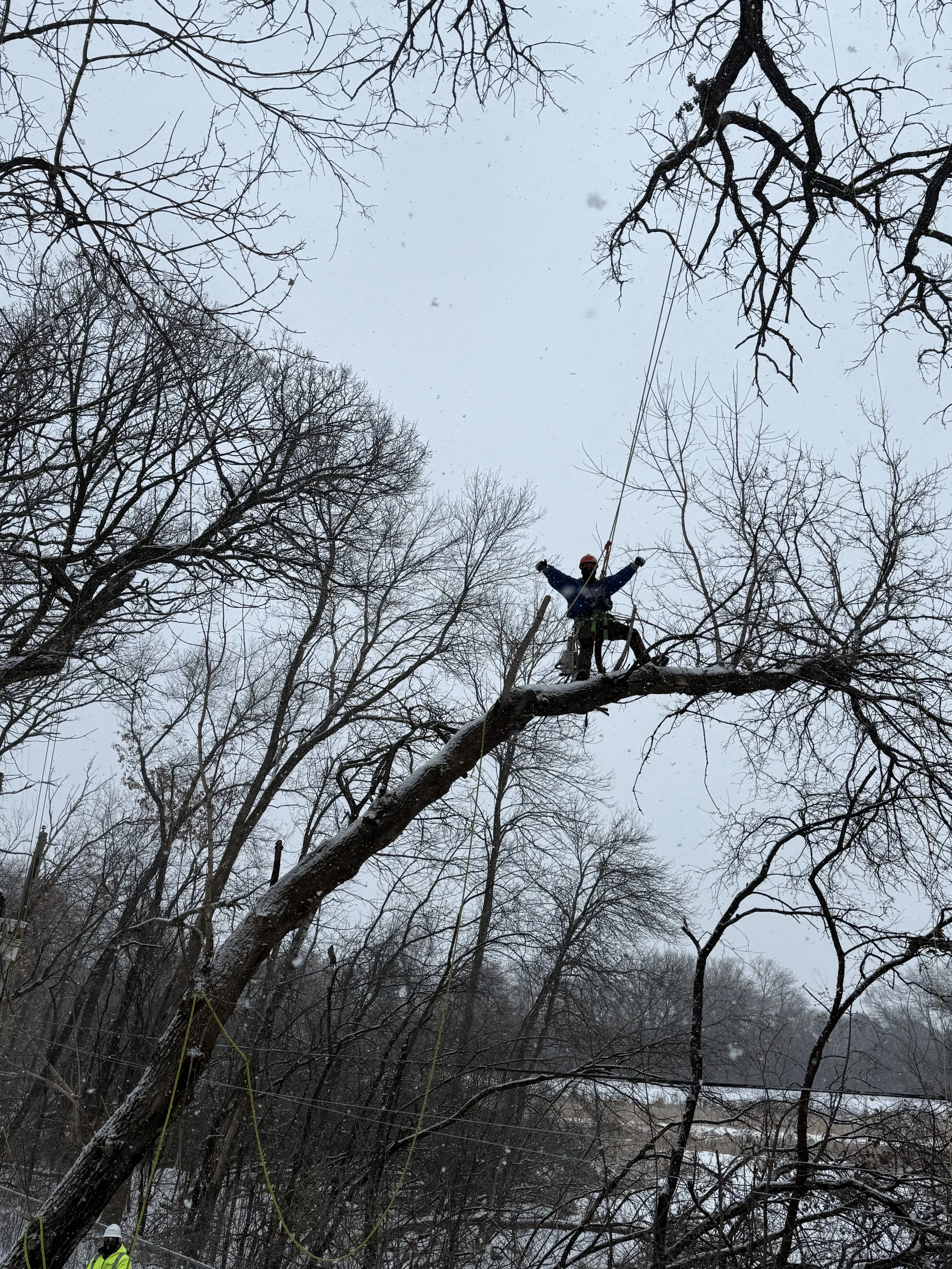 A worker wearing a safety helmet and jacket climbing a tree, surrounded by leafless trees in a snowy landscape.