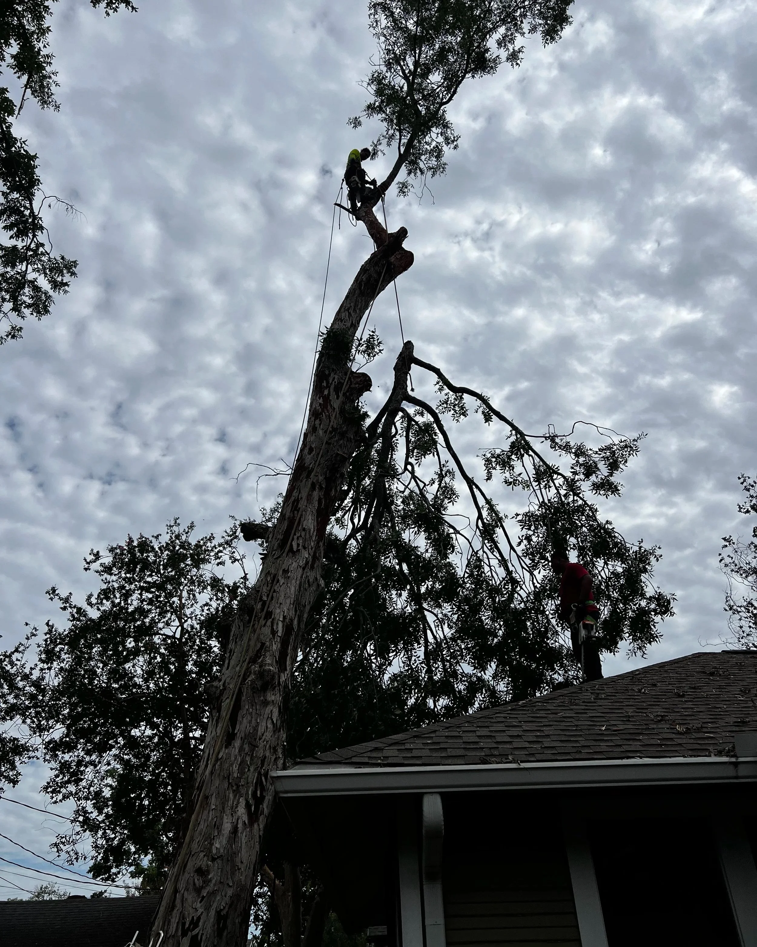 A person climbing a tall tree with climbing gear, seen against a cloudy sky, with part of a house roof and gutter at the bottom of the image.