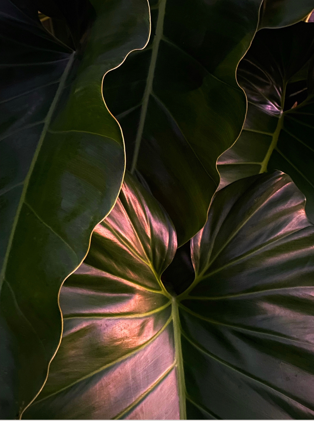 Leaf Light [ Photography Series ]