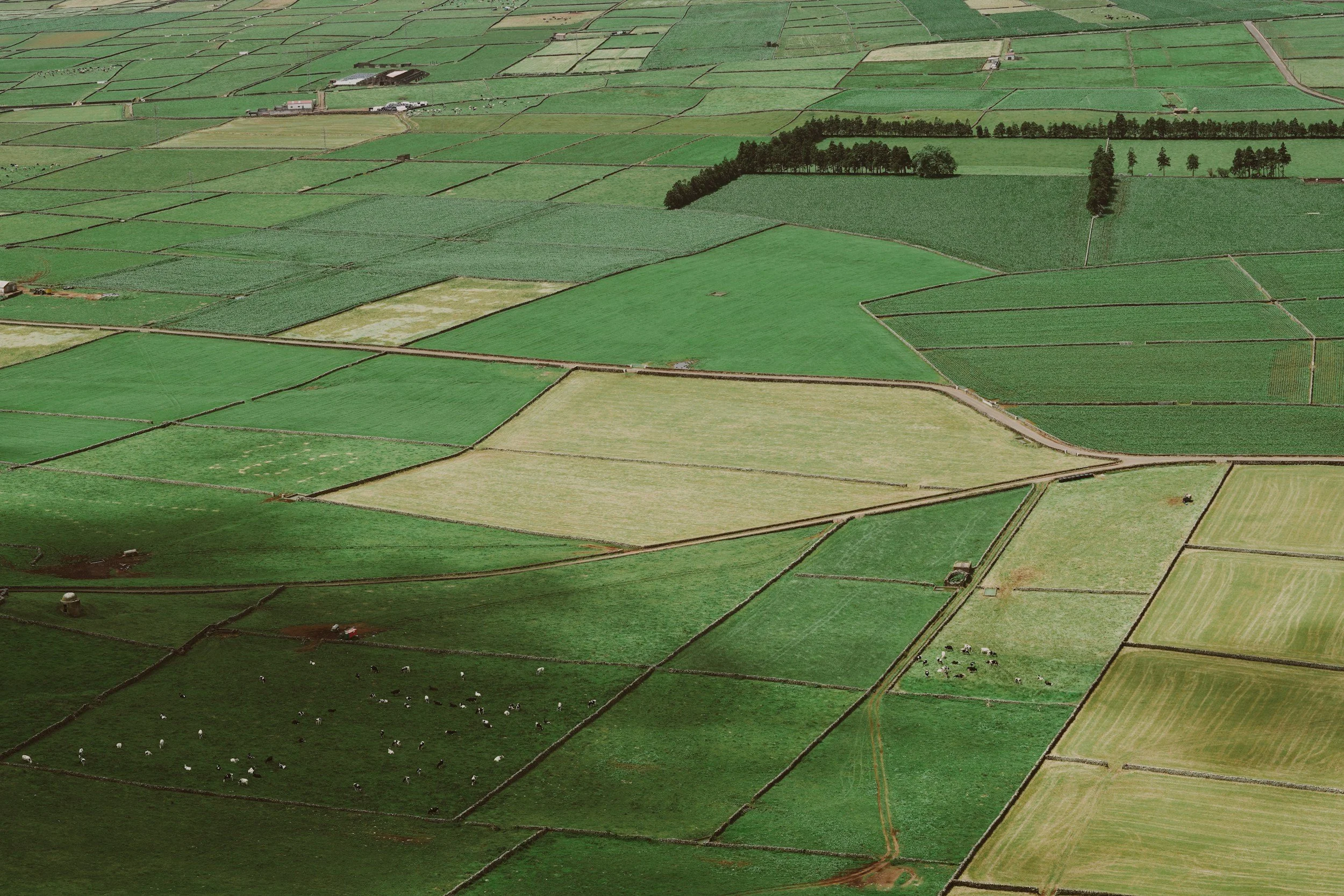 Aerial view of green agricultural fields divided by dirt roads, with a herd of sheep grazing in certain areas and a line of trees seen in the distance.