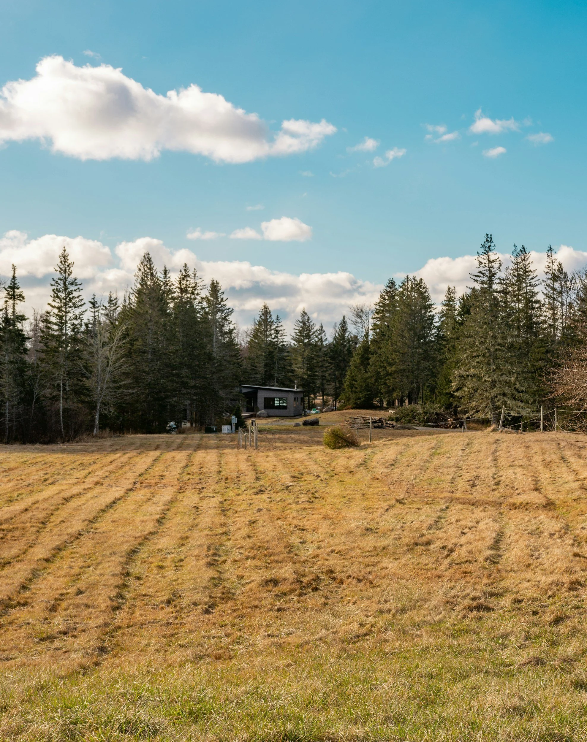 A grassy field with tire tracks running through it, surrounded by a forest of tall pine trees. A modern house is visible among the trees, with a bright blue sky and scattered white clouds above.