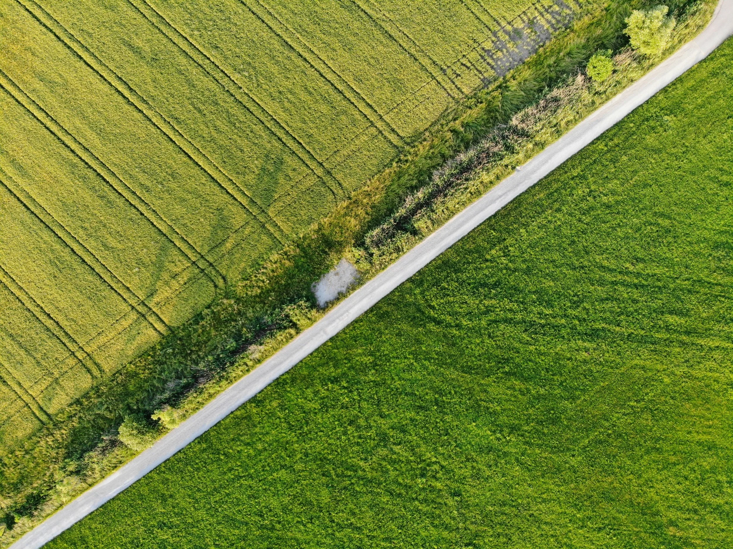Aerial view of green farmland divided by a white gravel road with trees along the edge.