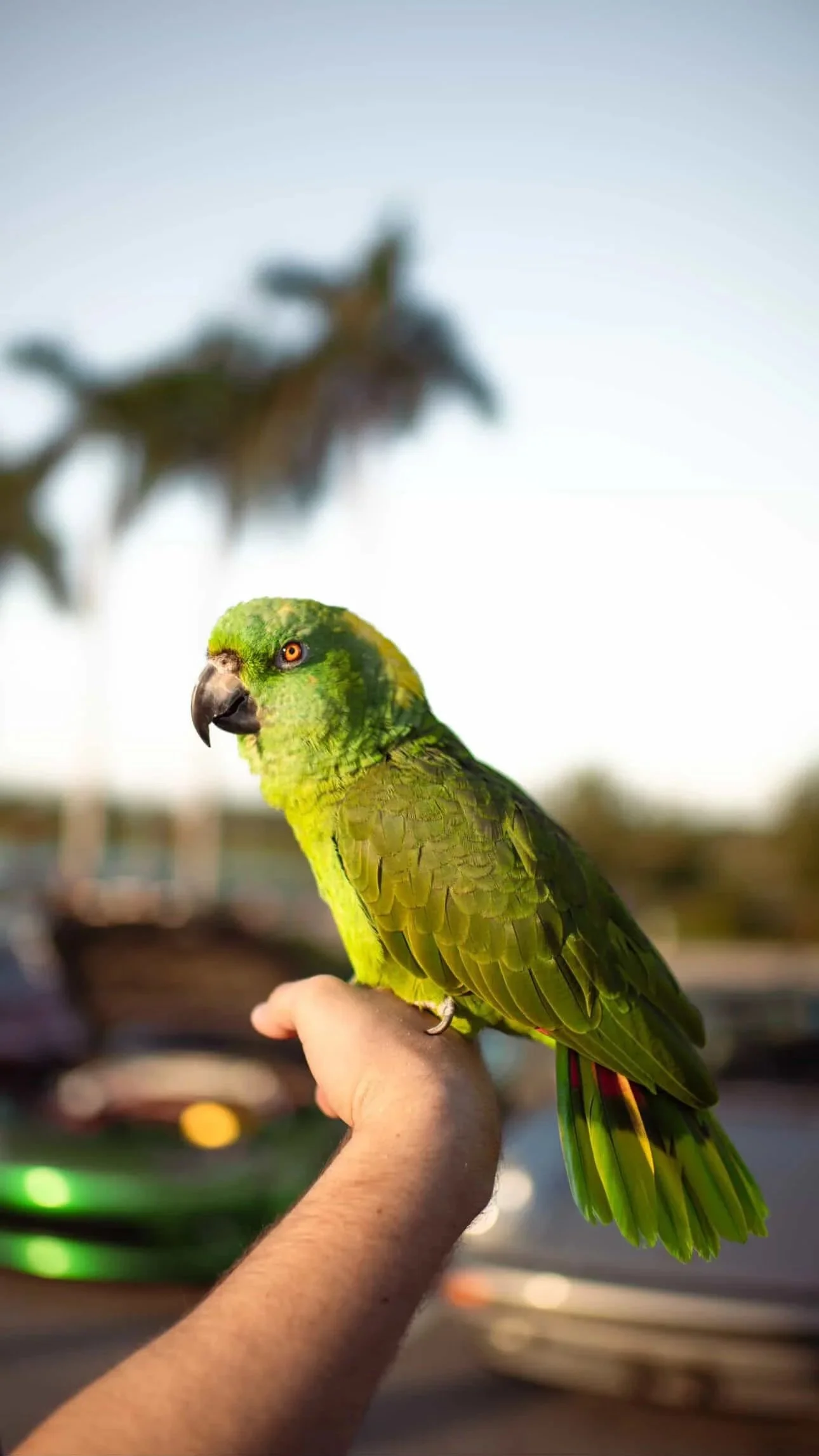 A person holding a green parrot on their hand, with a blurry background and another parrot perched in the distance.