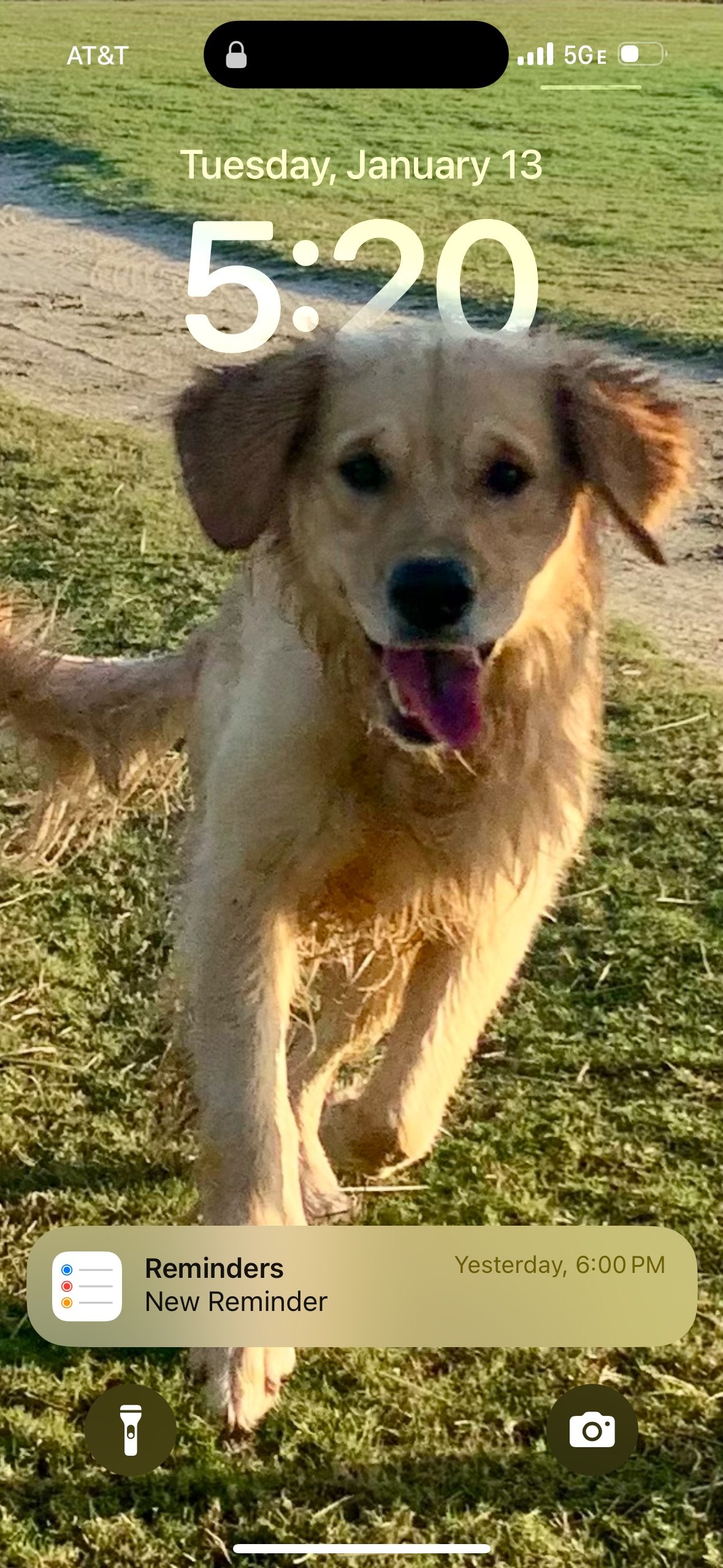 A happy golden retriever puppy running outdoors on grassy land with a dirt path in the background, during sunset or sunrise.