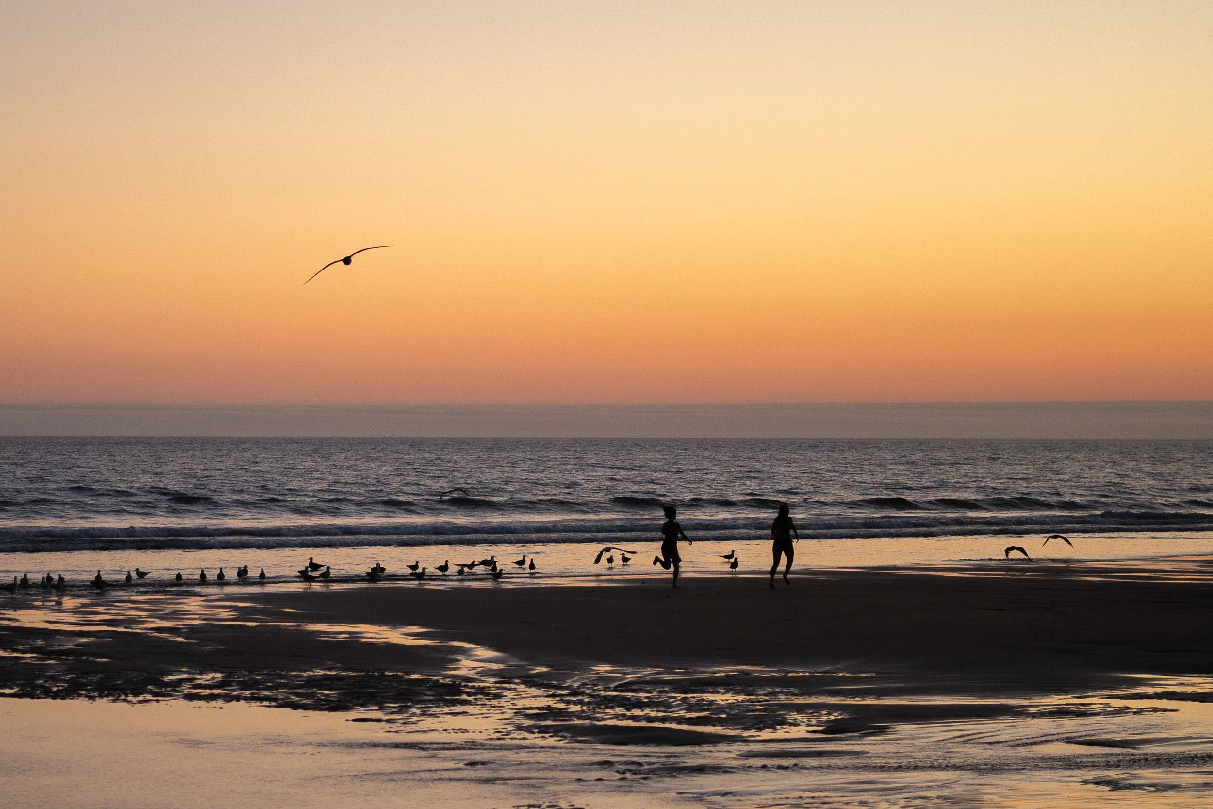 Sunset at the beach with two people walking, birds flying, and seagulls on the shore.