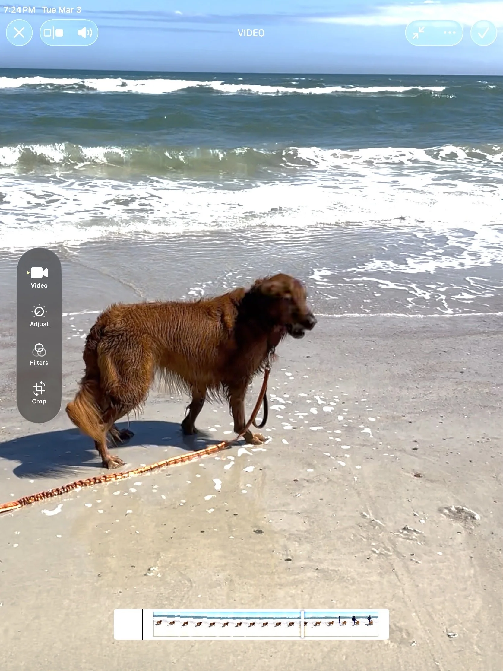 A wet brown dog on a leash standing on a sandy beach near the ocean, with waves and a blue sky in the background.