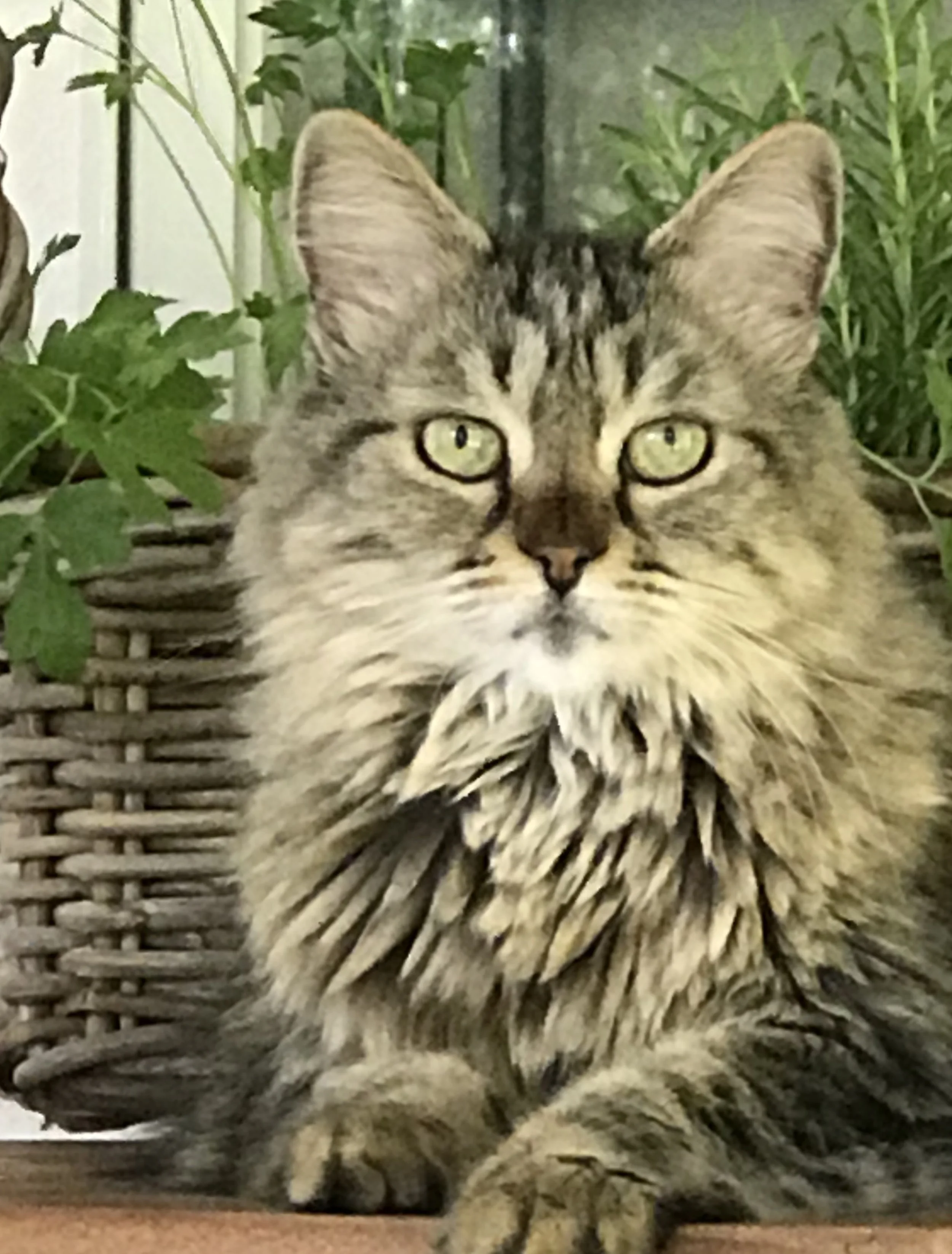 Close-up of a tabby cat with green eyes, sitting inside a woven basket with green plants in the background.