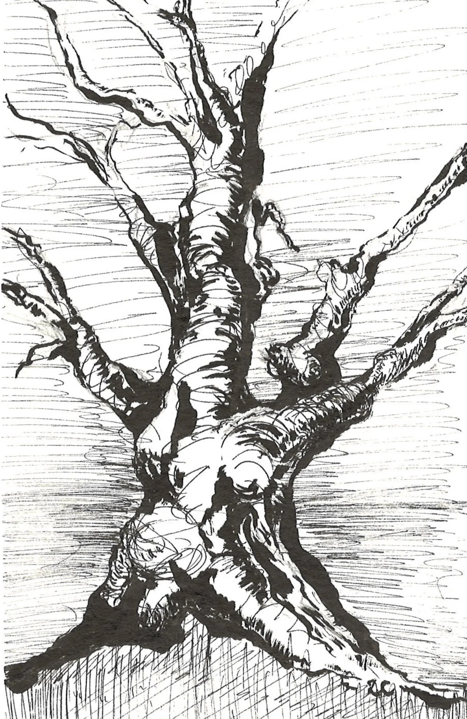 Black and white sketch of a large, sturdy tree with multiple thick branches, viewed from a low angle looking up.