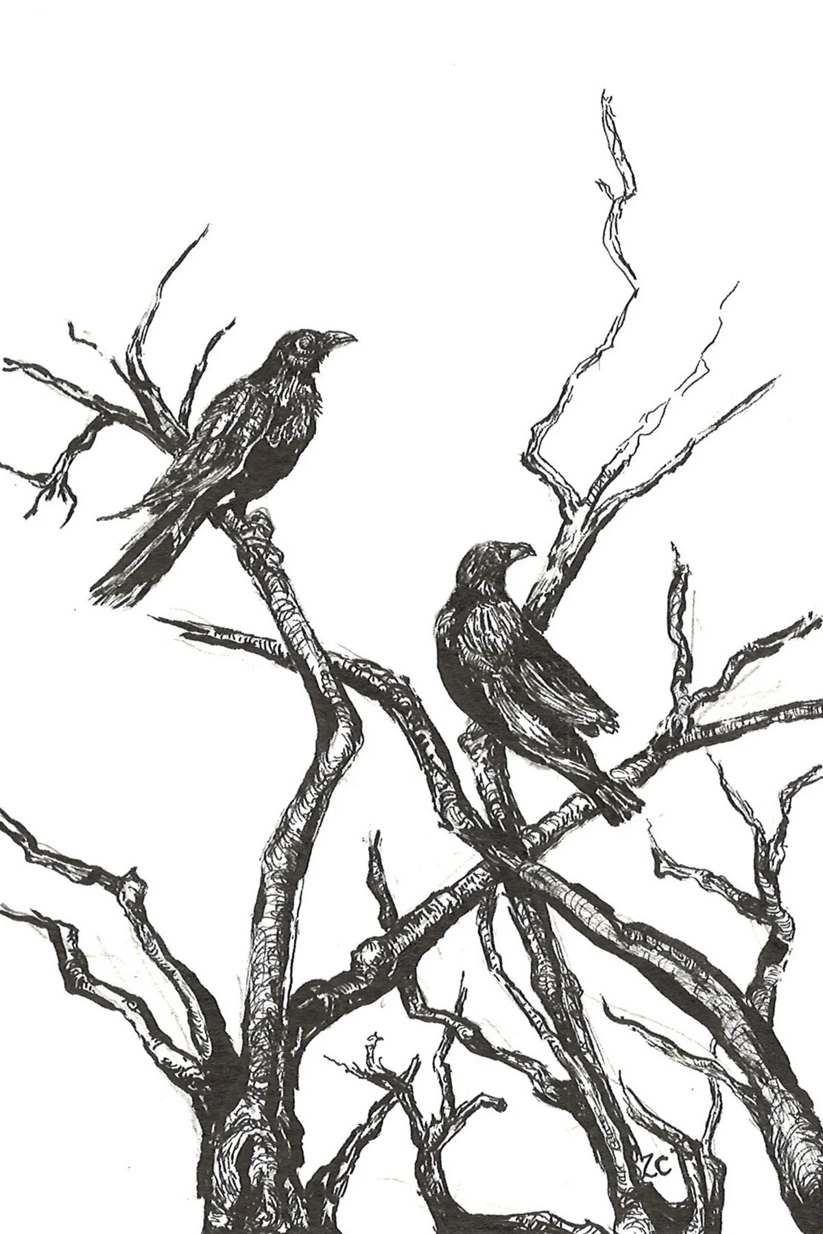 Crow Study I