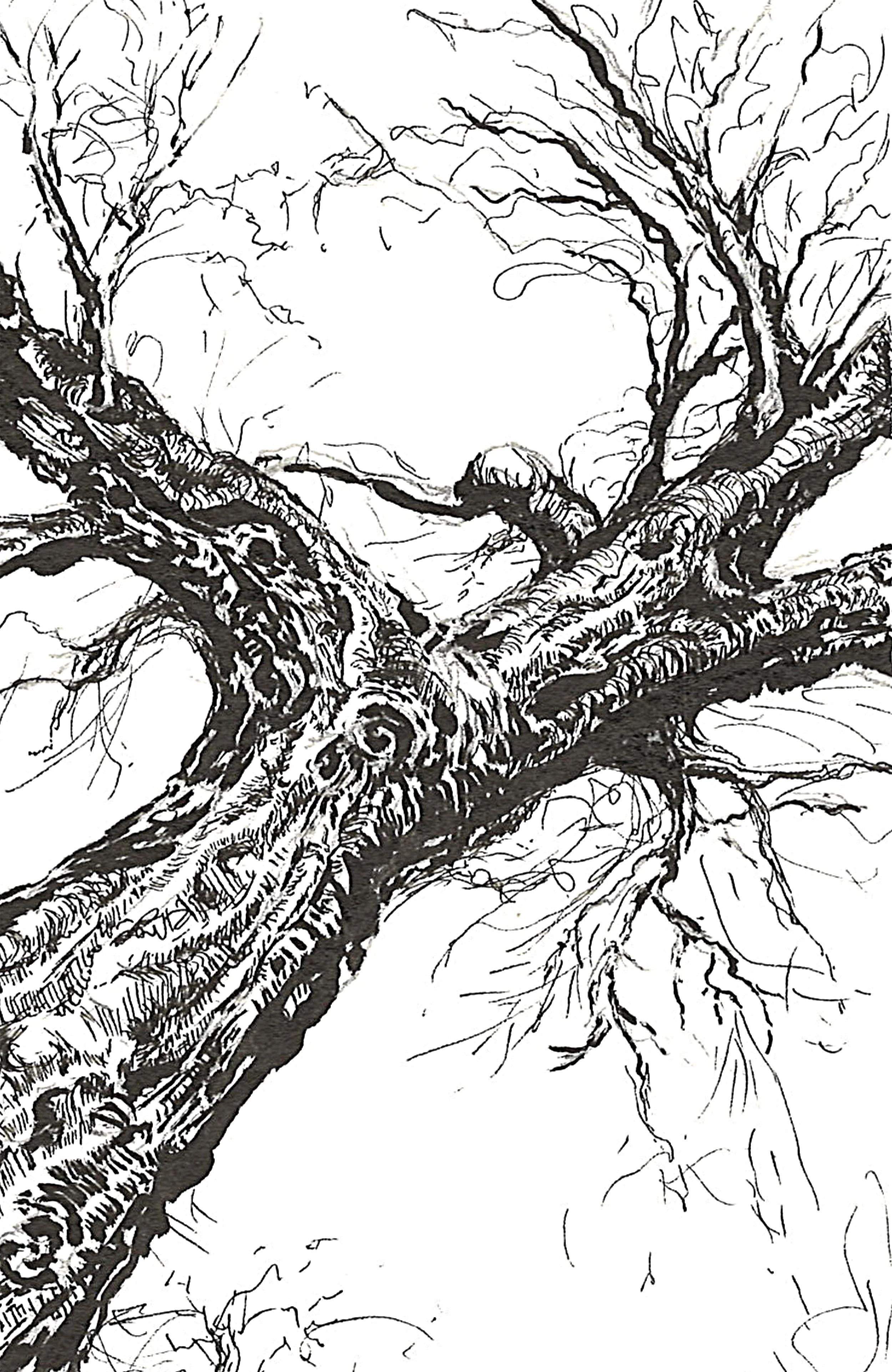 Dramatic low-angle pen-and-ink sketch of an ancient tree trunk extending diagonally, featuring deeply textured bark with heavy black shading and delicate, tangled bare branches against a white backdrop.