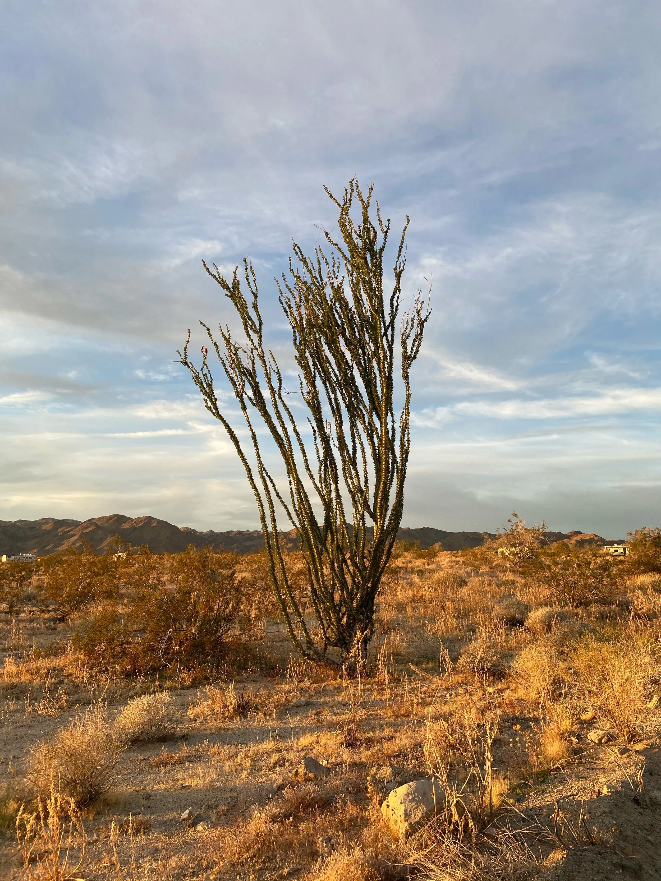 Tall, branching ocotillo plant standing in golden hour sunlight across a dry desert landscape with distant mountains.