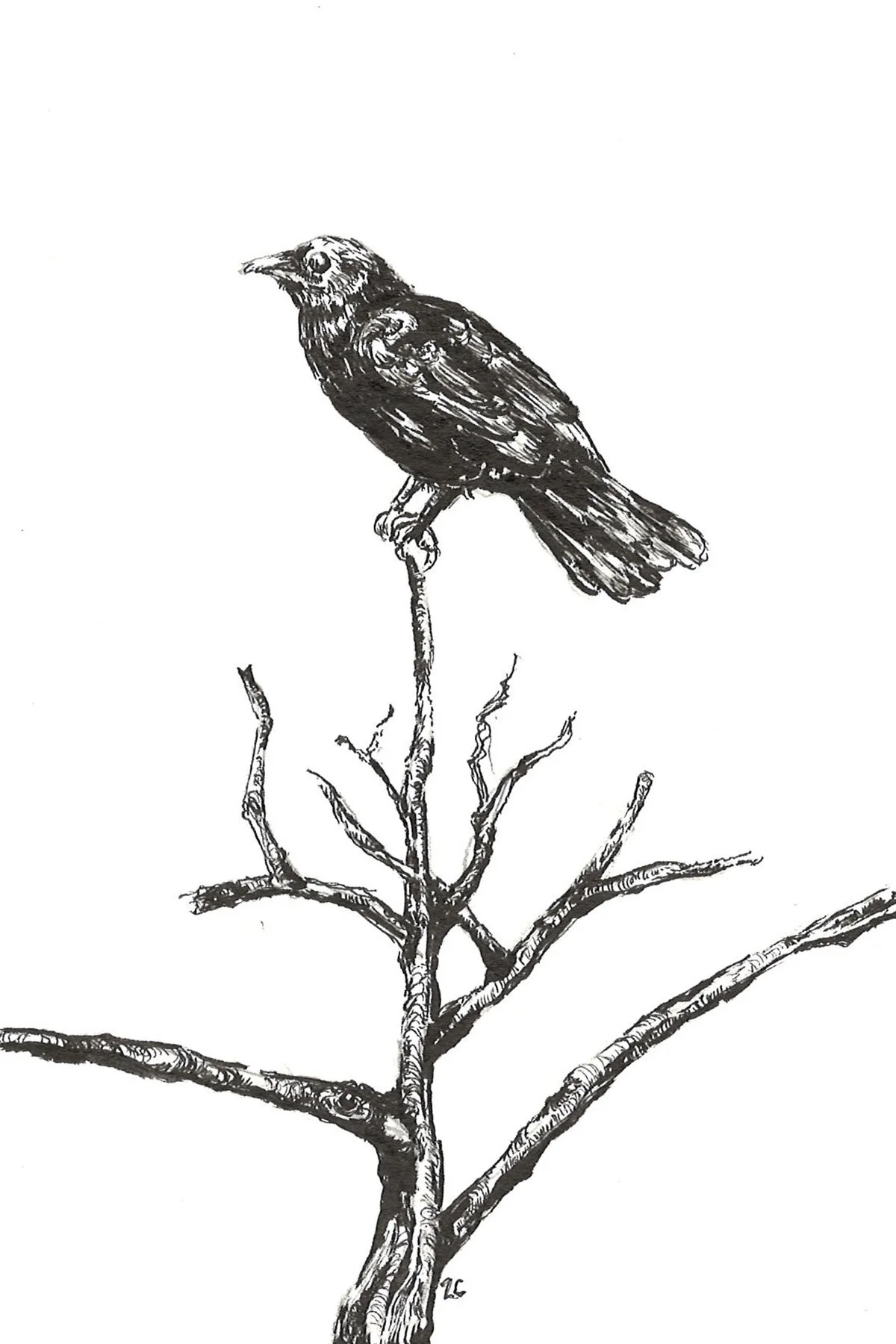 Crow Study II