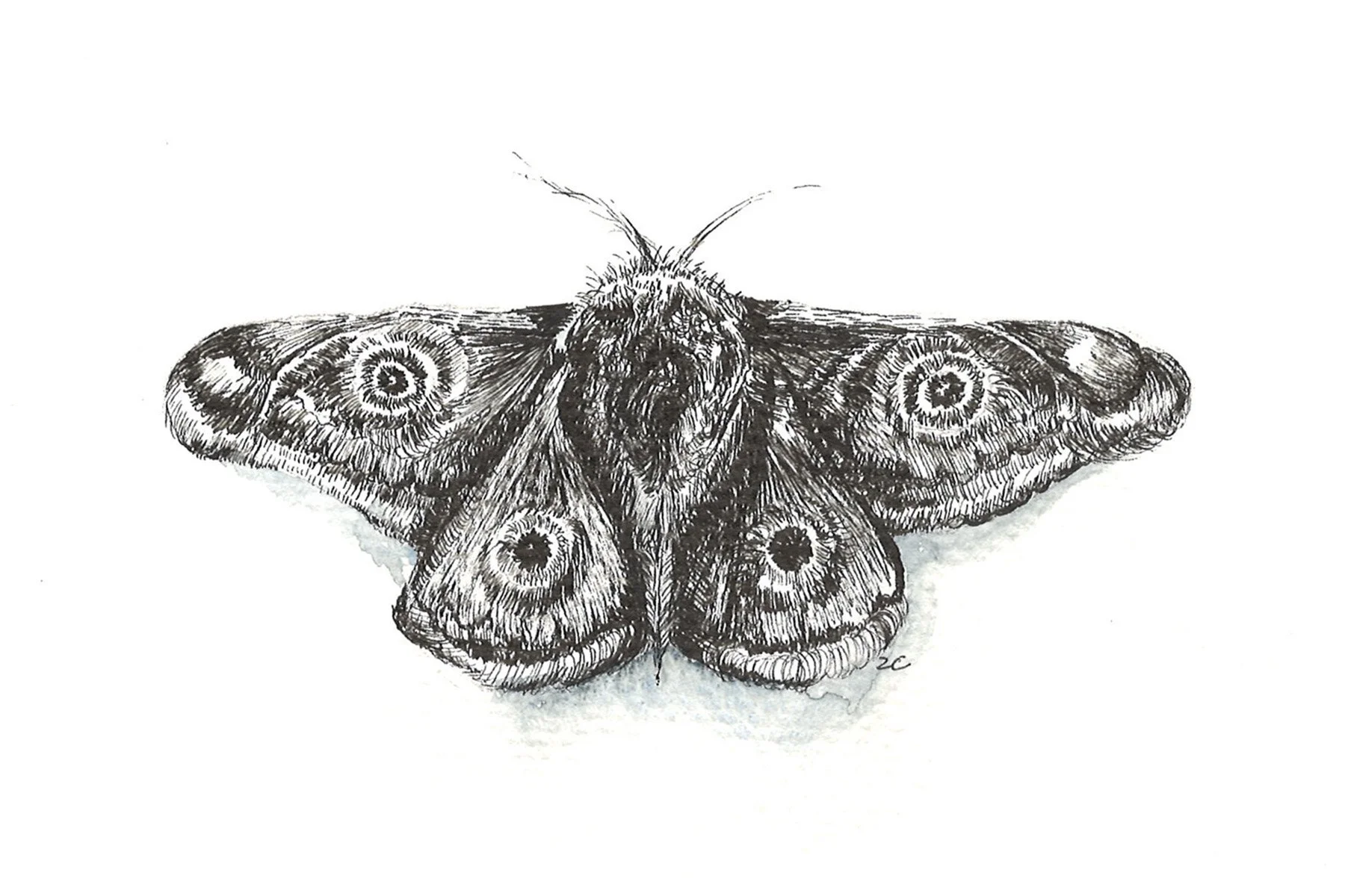 Moth Study I