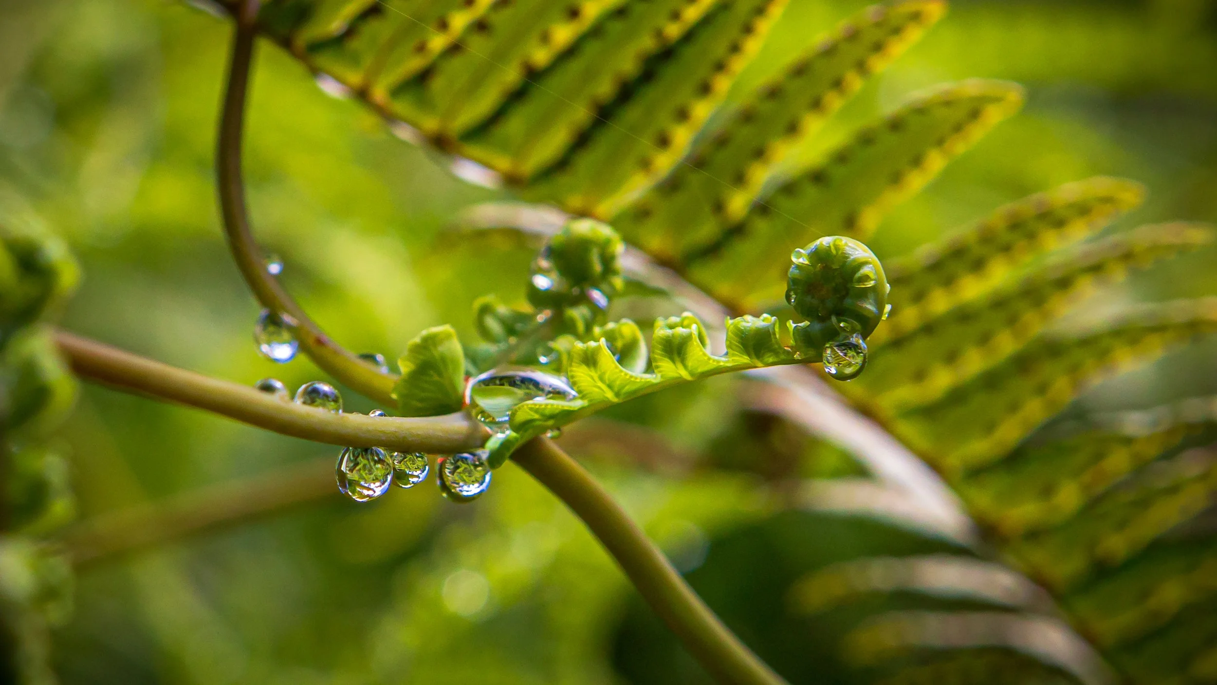 Close-up of green fern fronds with water droplets clinging to the leaves.