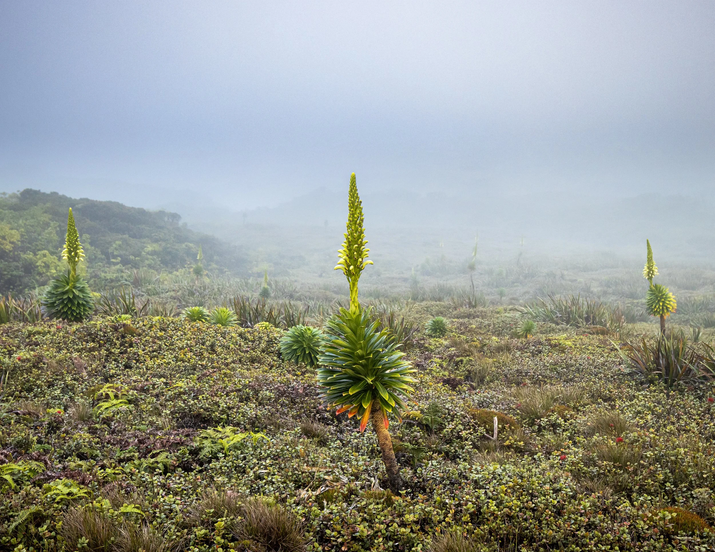 A foggy landscape with tall green plants in the foreground and distant hills covered in greenery.