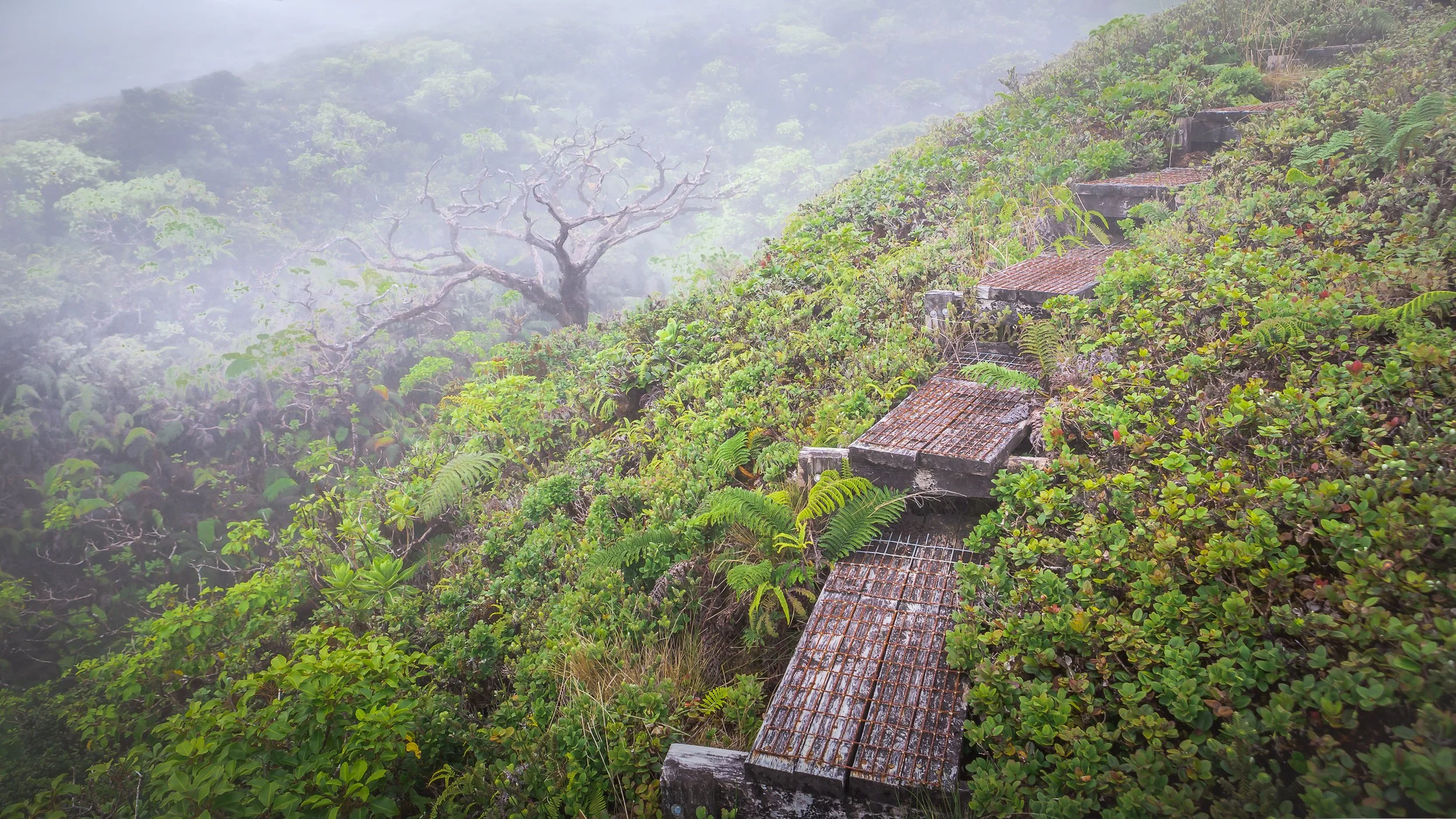 A misty rainforest with lush green vegetation and a narrow metal pathway leading uphill, with a leafless tree visible in the distance.
