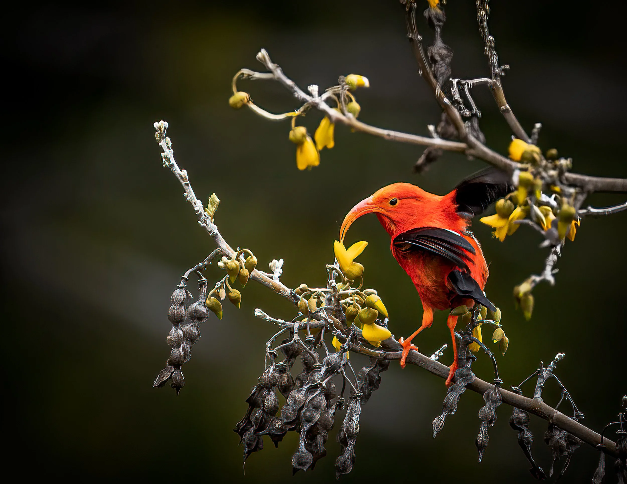 A brightly colored bird with red and black feathers perched on a dry, leafless branch with small yellow-green buds, set against a blurred dark background.