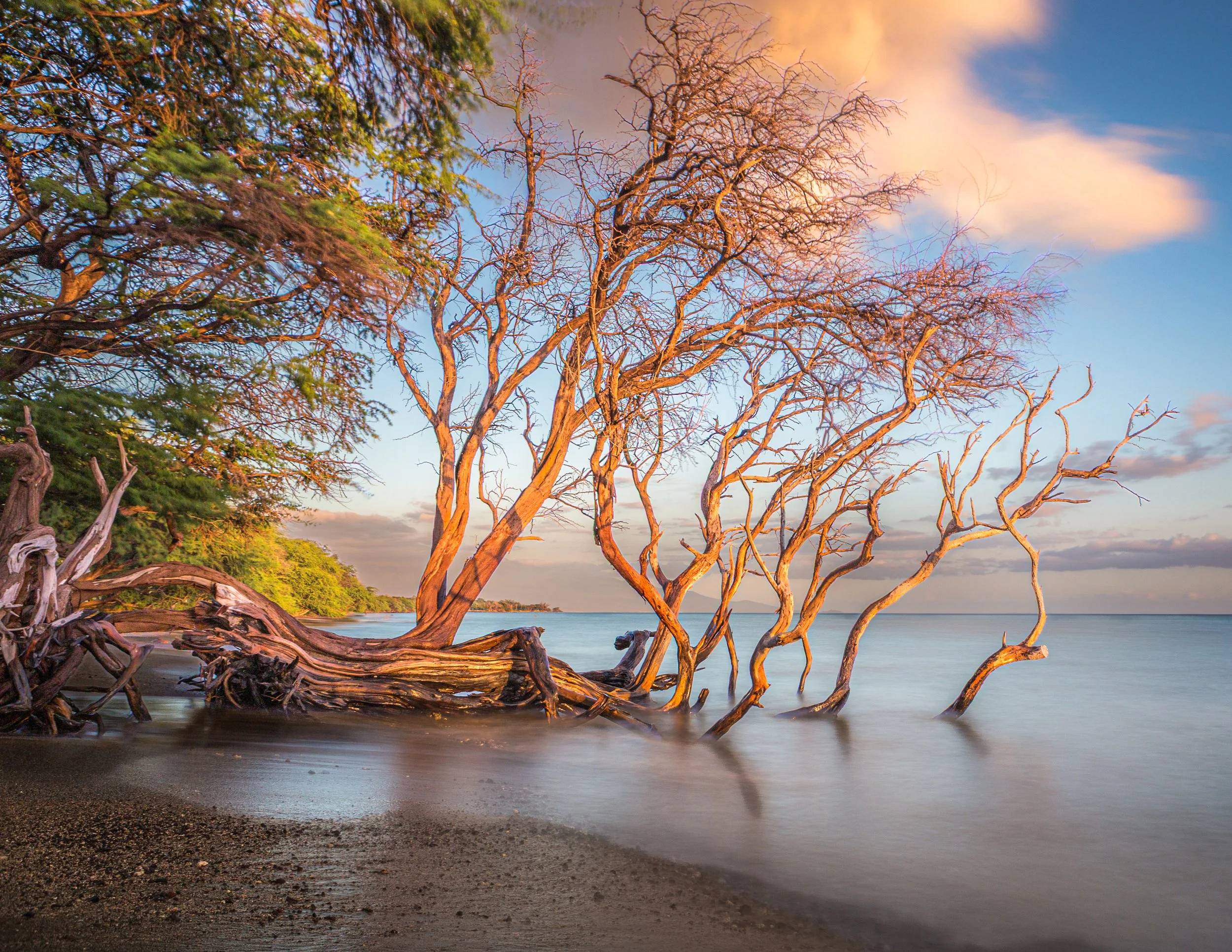 Kiawe Tree — Olowalu at Sunset