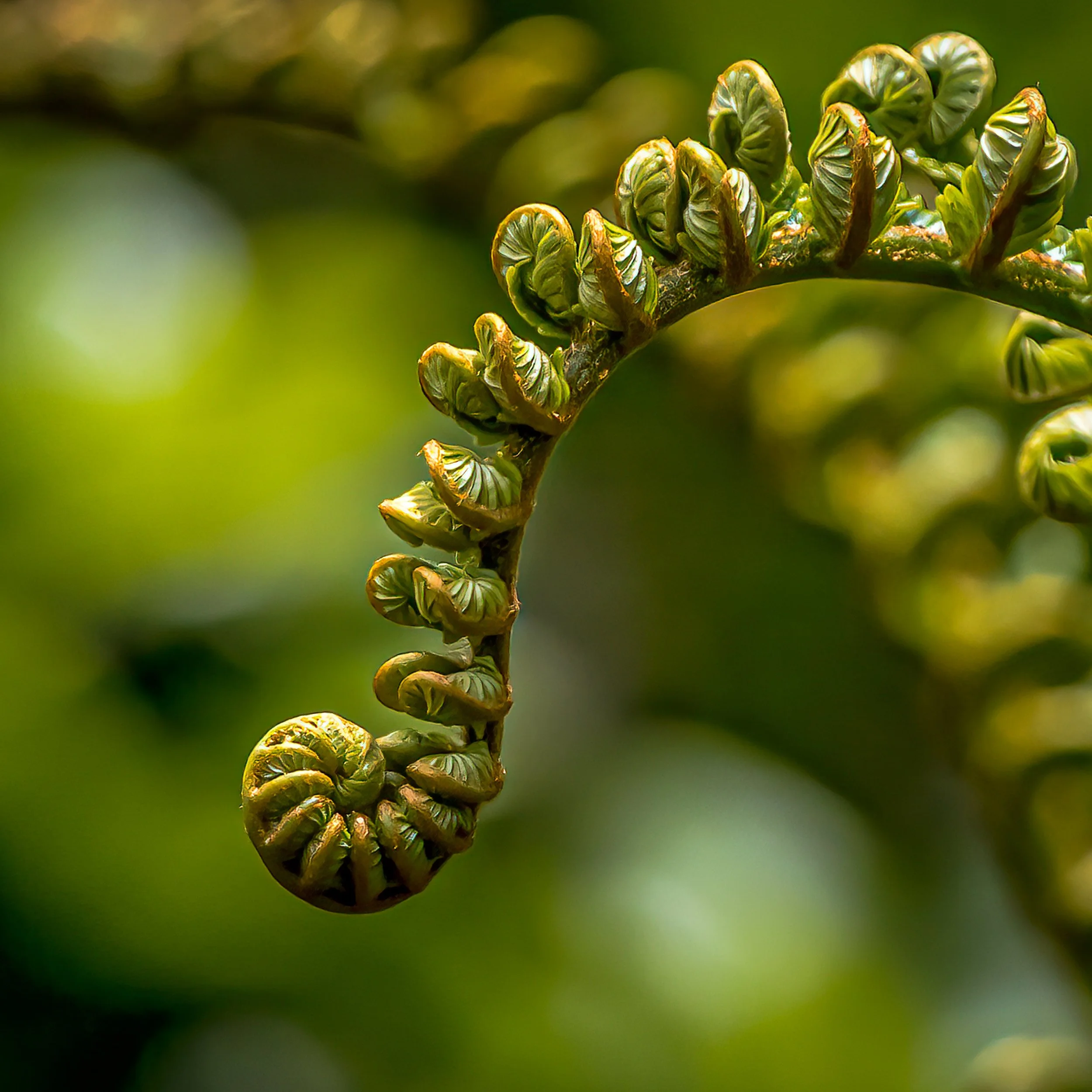 Close-up of a green plant or moss with tightly curled, vibrant green new growth on a stem, blurred green background.