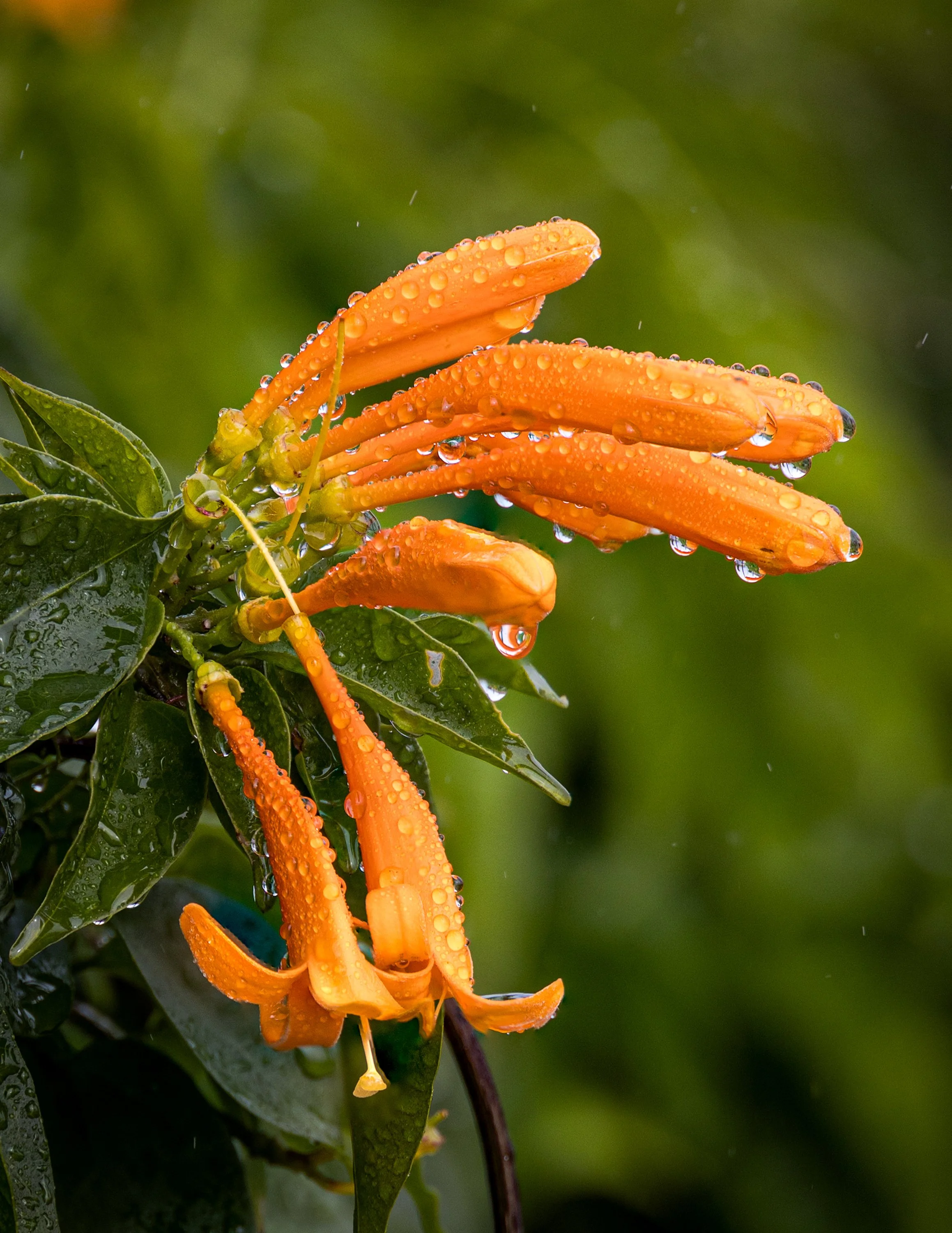 Close-up of orange flower with dew drops on petals and green leaves in background.