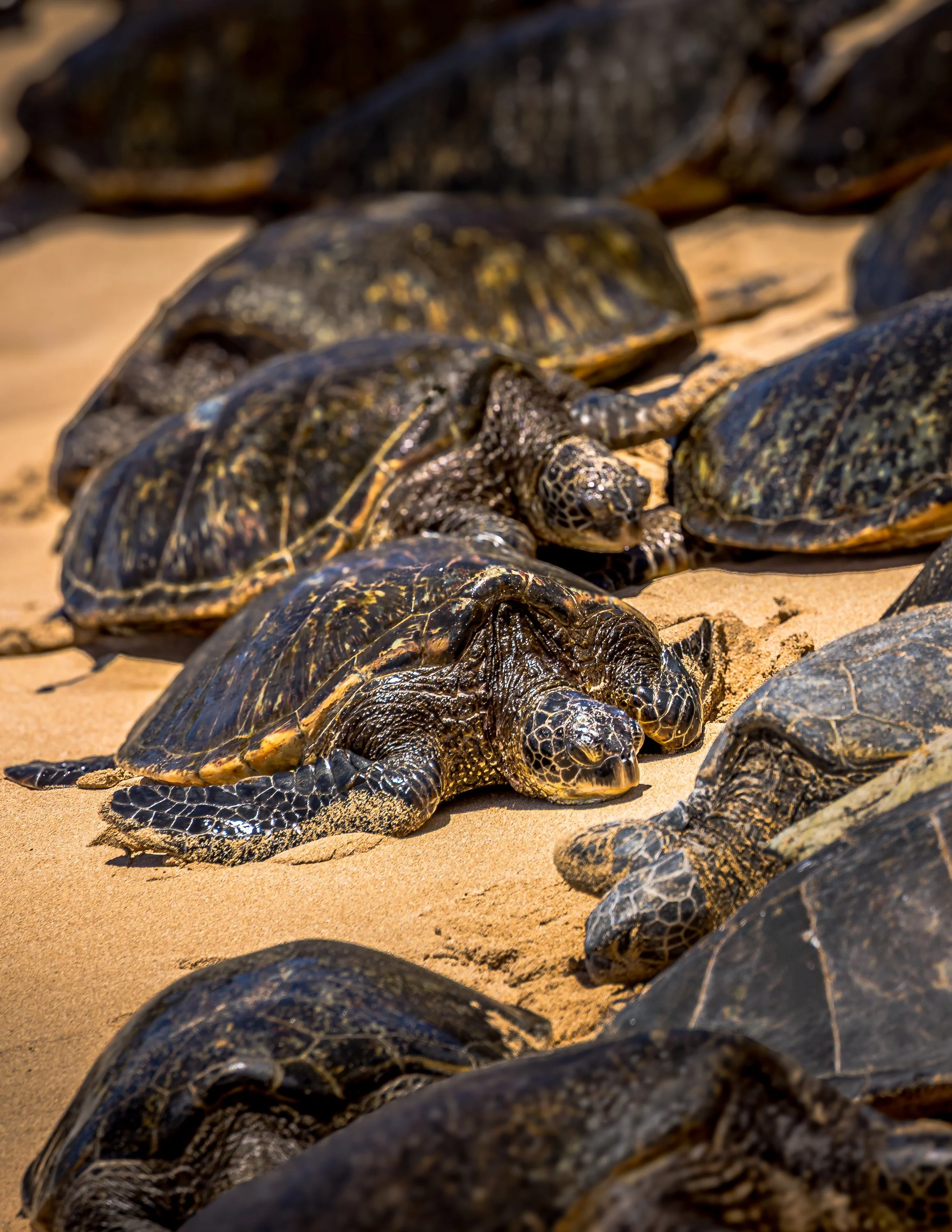 Several sea turtles lying on sandy beach, some partially covered by shells and others with visible heads and shells.