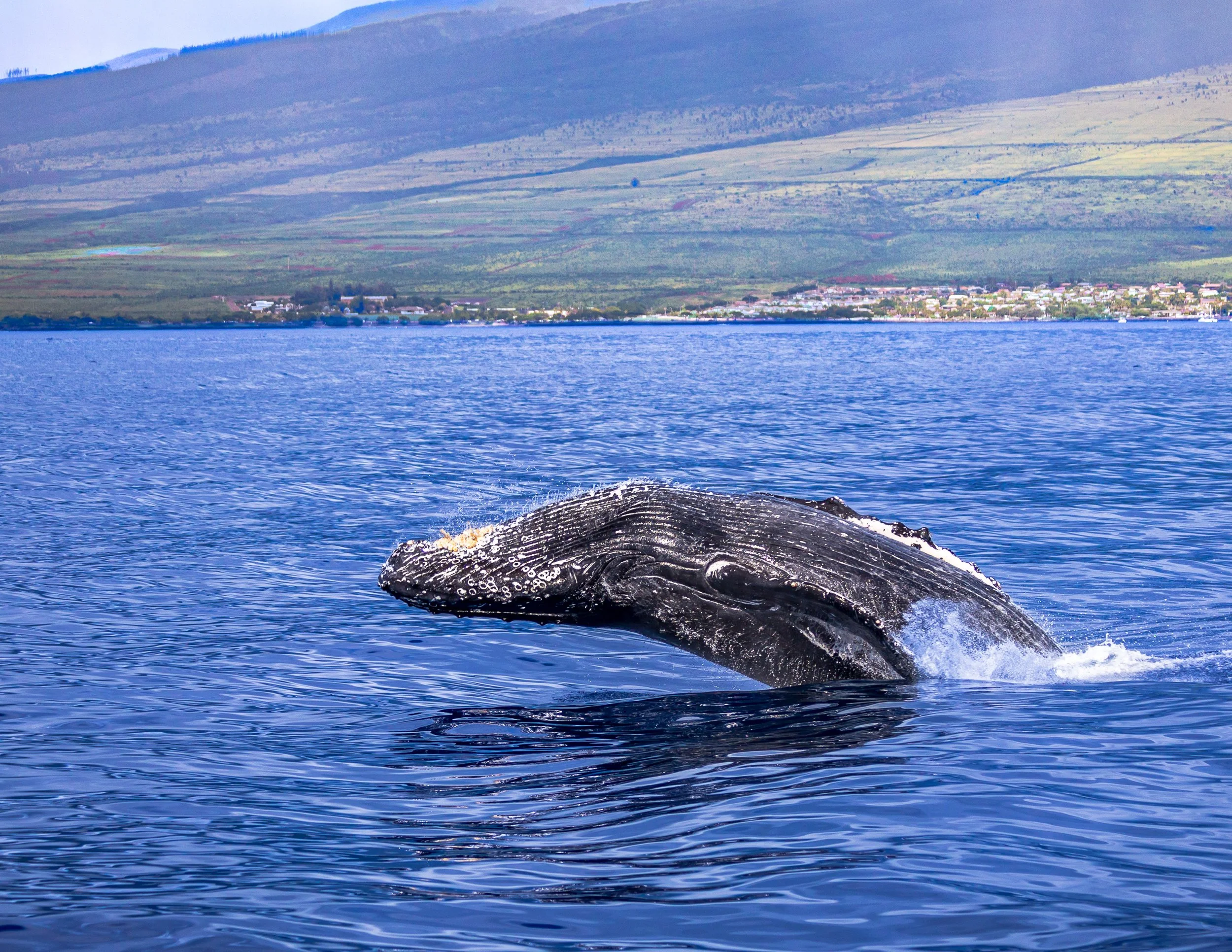 A whale's head breaching the water surface, with a small town and mountains in the background across a body of water.